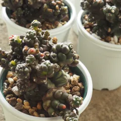 2026年最新】モンストローサの人気アイテム - メルカリ