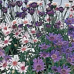 2026年最新】フェリシアスプリングメルヘンの人気アイテム - メルカリ