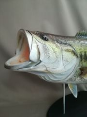 ハンドメイド DIY 50cmアカメ 怪魚釣り フィギュア 魚模型