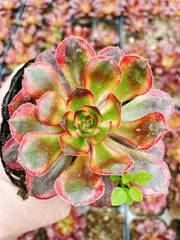 2026年最新】アエオニウムの人気アイテム - メルカリ