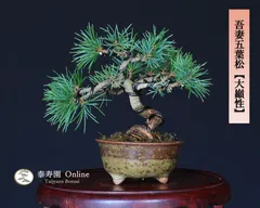 2026年最新】吾妻五葉松の人気アイテム - メルカリ