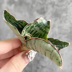 ☆S-14 超稀少 サンスベリア スノーホワイト 斑入り メルカリ発送 ☆S