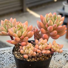 多肉植物 ☘️ ラズベリーアイス お子様付き 抜き苗 - メルカリ