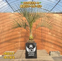 2026年最新】ココスヤシ シルバーの人気アイテム - メルカリ