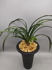 韓国春蘭☆満紅☆まんほん☆交配種☆5本 2026年