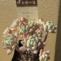 2026年最新】古都の葉の人気アイテム - メルカリ