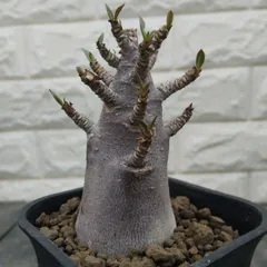 2026年最新】アデニウム ドワーフの人気アイテム - メルカリ