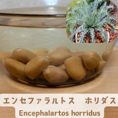 2026年最新】ホリダス 種の人気アイテム - メルカリ