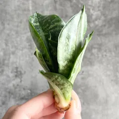 2026年最新】サンスベリア 希少の人気アイテム - メルカリ