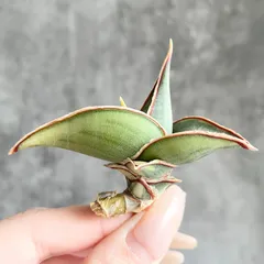 2026年最新】サンスベリア ロリダの人気アイテム - メルカリ