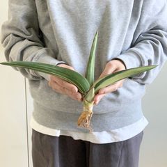 S13737【SS級 超希少株！！】サンスベリア スノー ホワイト