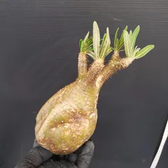 2026年最新】ベアルート グラキリスの人気アイテム - メルカリ