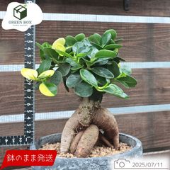 観葉植物 斑入り パンダガジュマル ドワーフ (コパンダガジュマル