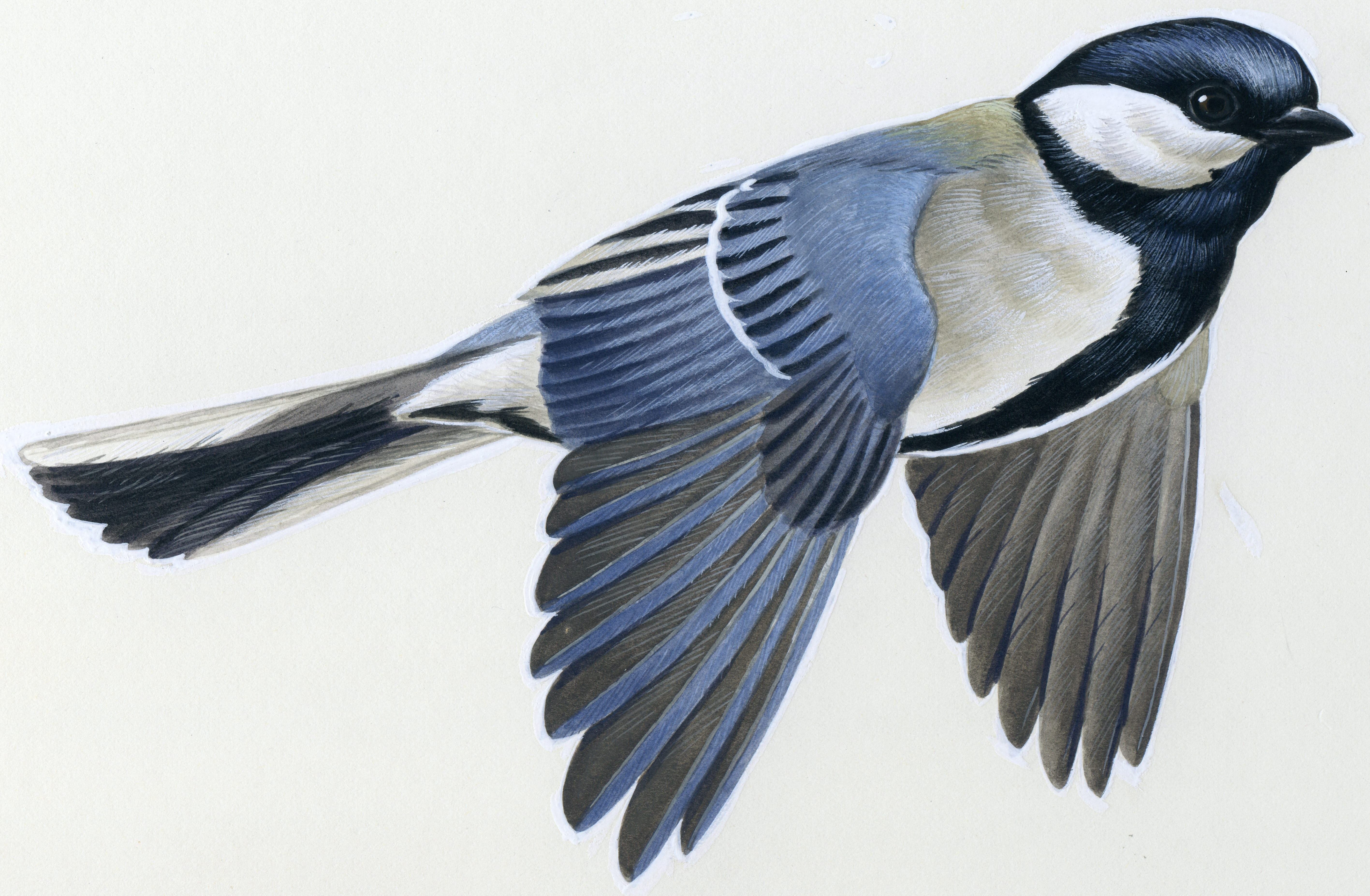 サントリーがなぜ愛鳥活動を？！｜SUNTORY（サントリー）