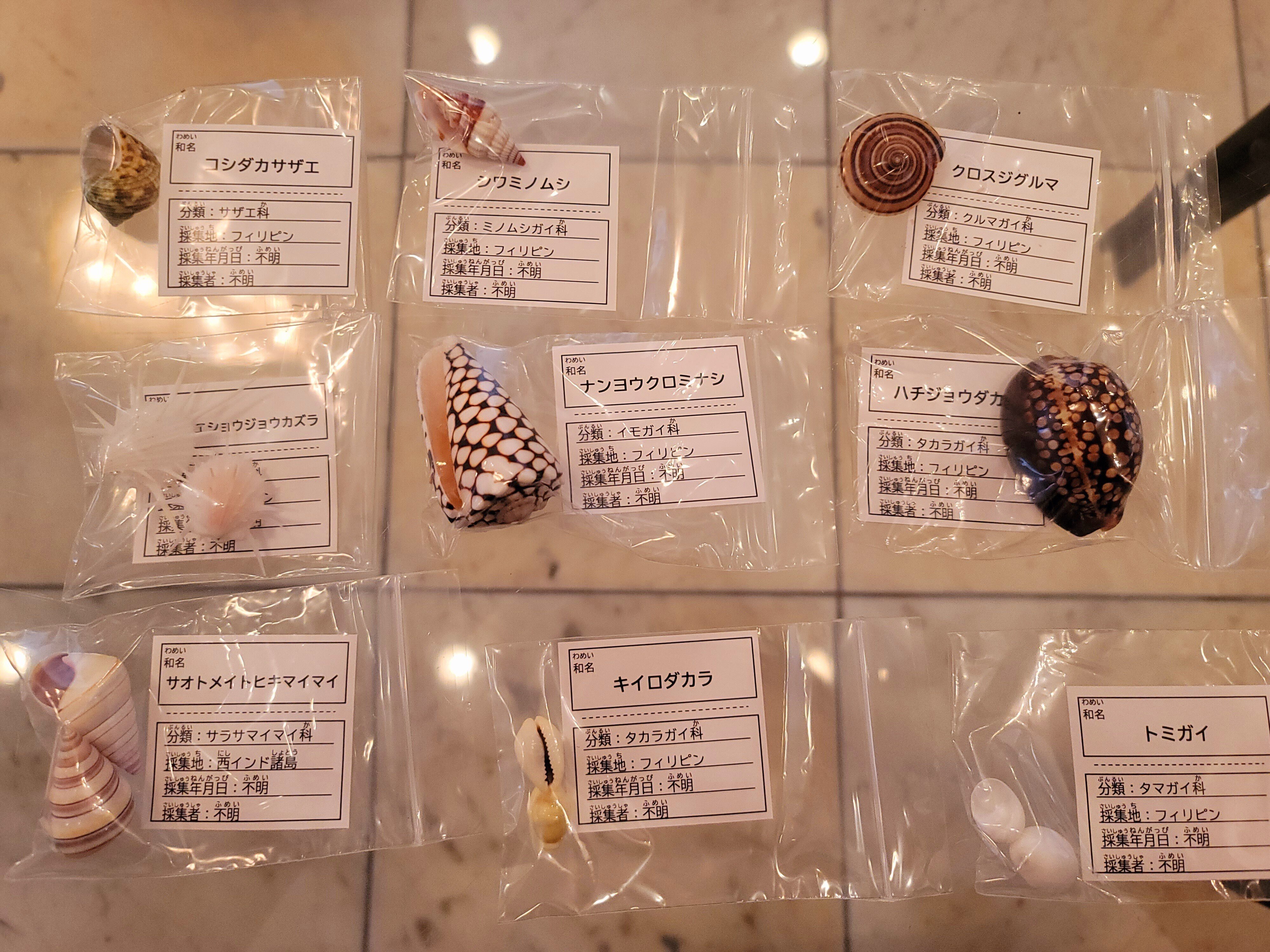 オンラインで！！“とっておきの貝殻コレクションづくり”に参加しました