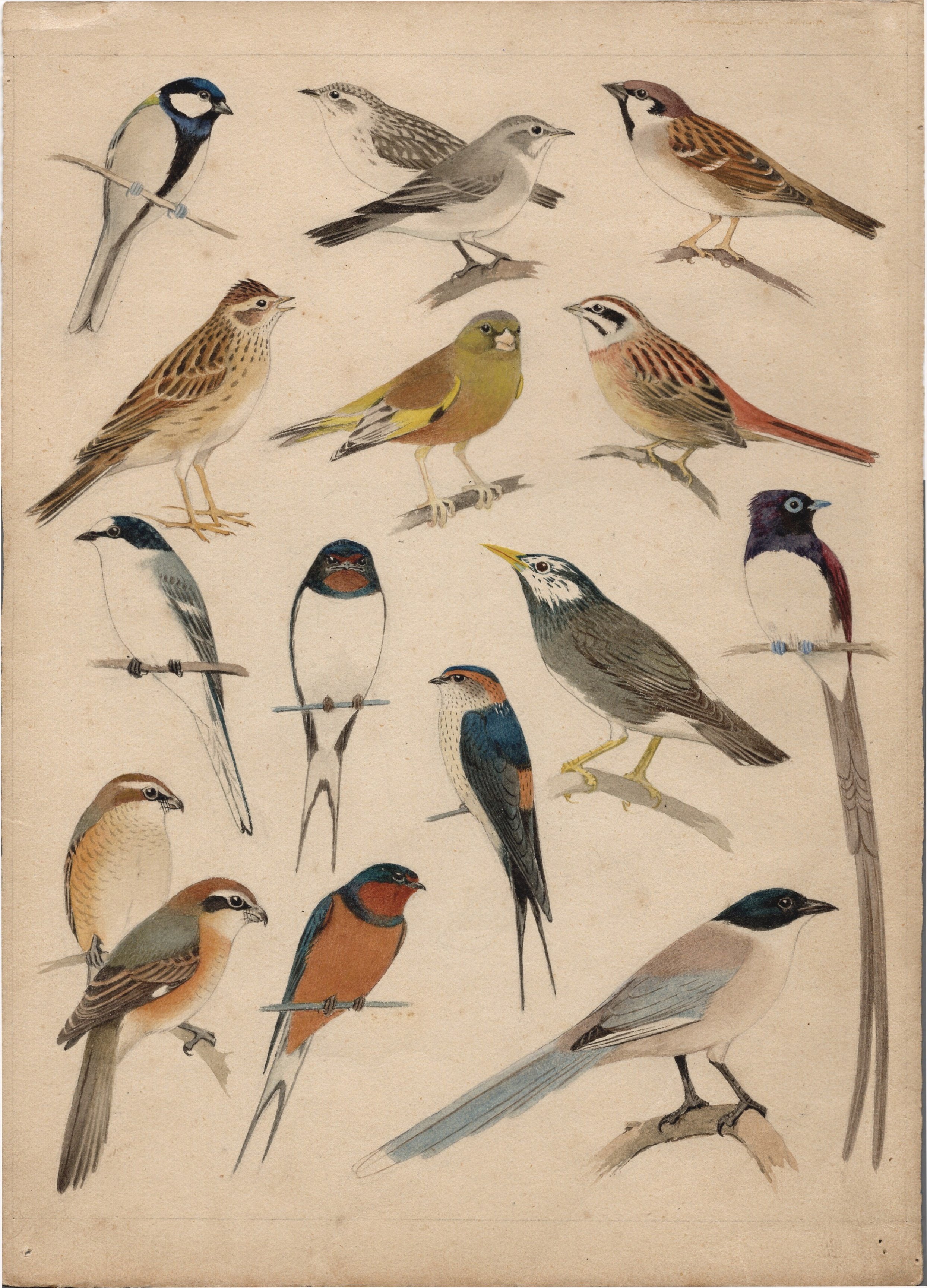 図録発刊記念】もうひとつの『原色野鳥ガイド』｜金沢ふるさと偉人館