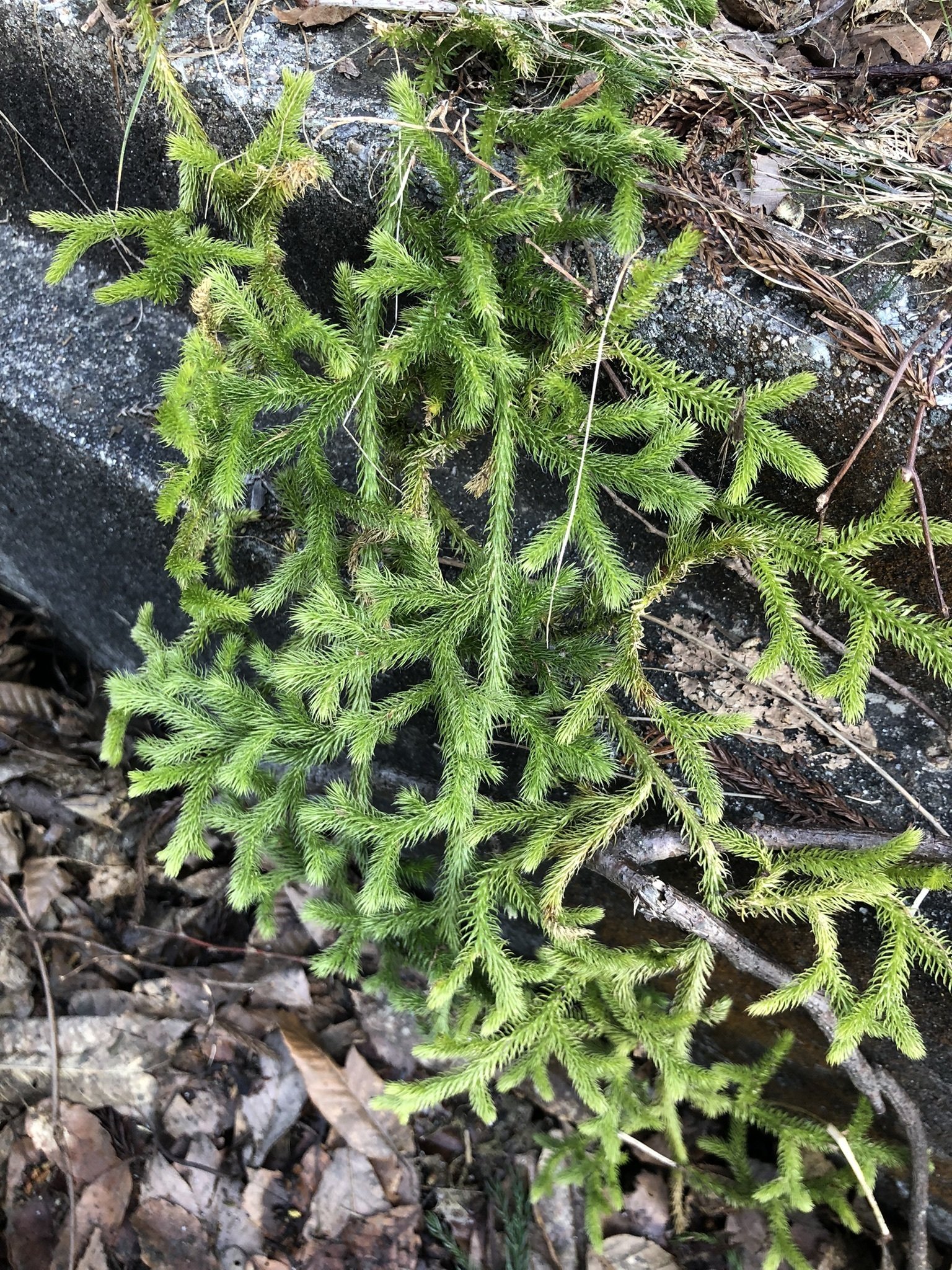 ヒカゲノカズラ(日陰蔓)｜ろ～こ🍀