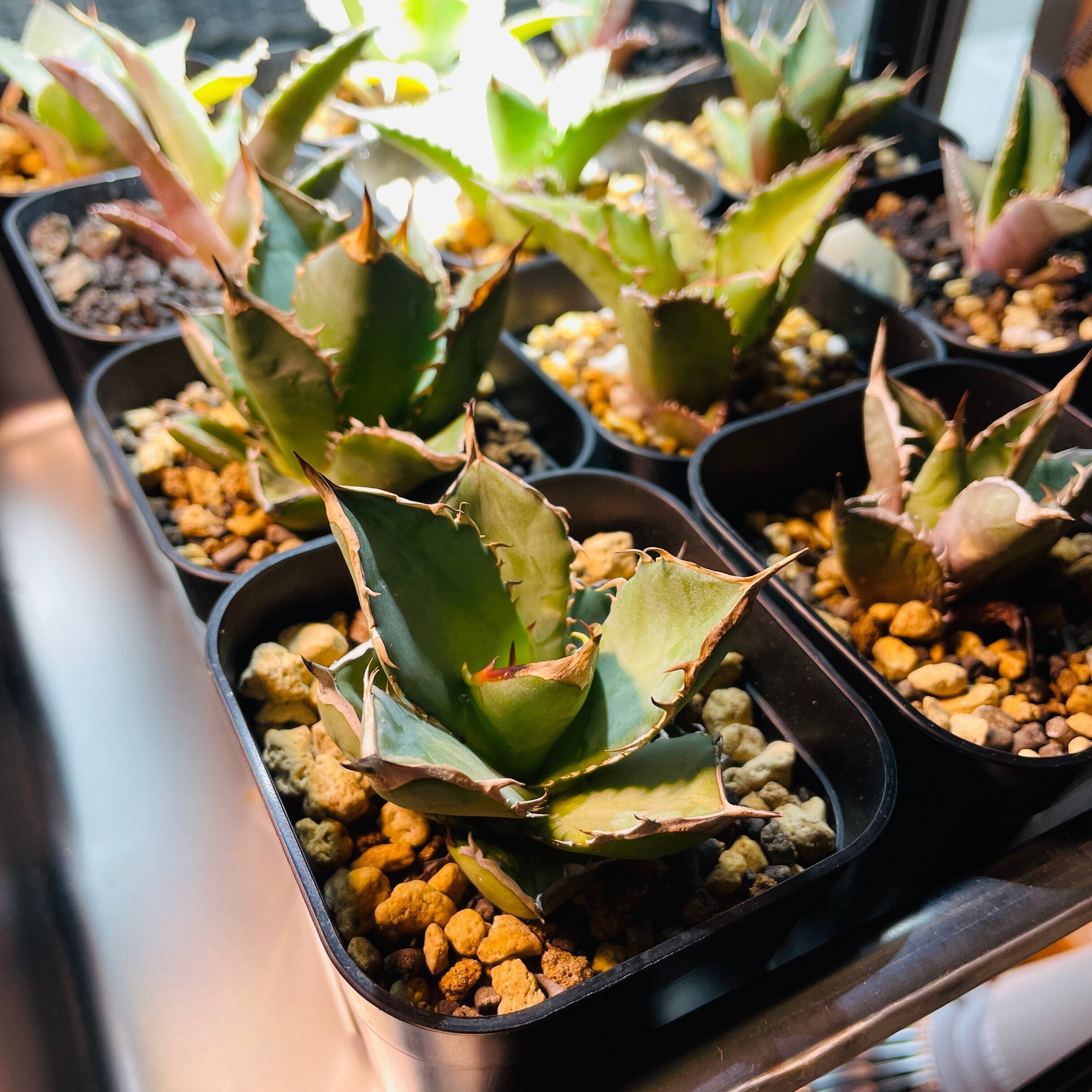 アガベメインの植物棚紹介｜かも＠BCGと植物