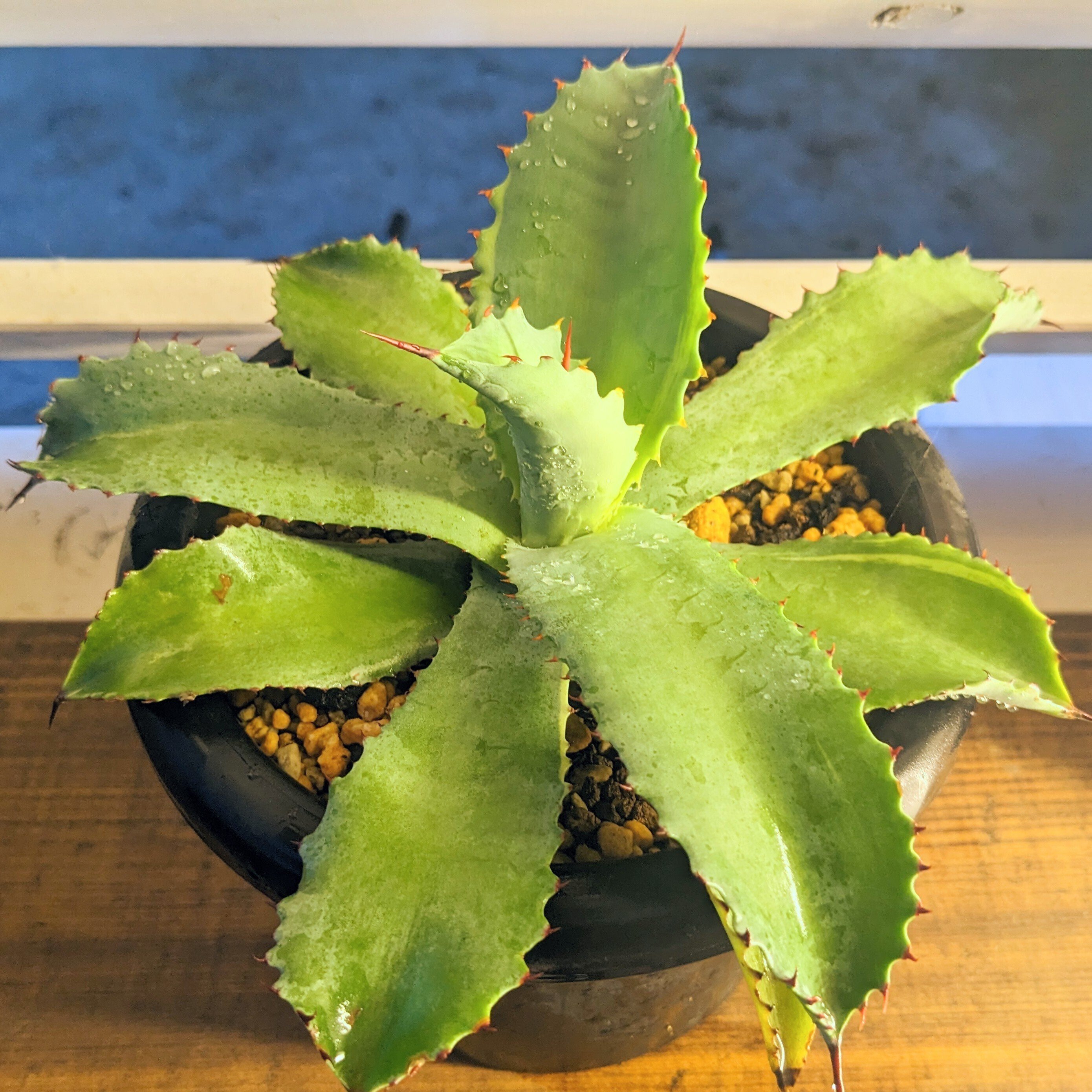 アガベ～実生（みしょう）の楽しさ｜yorozuya377