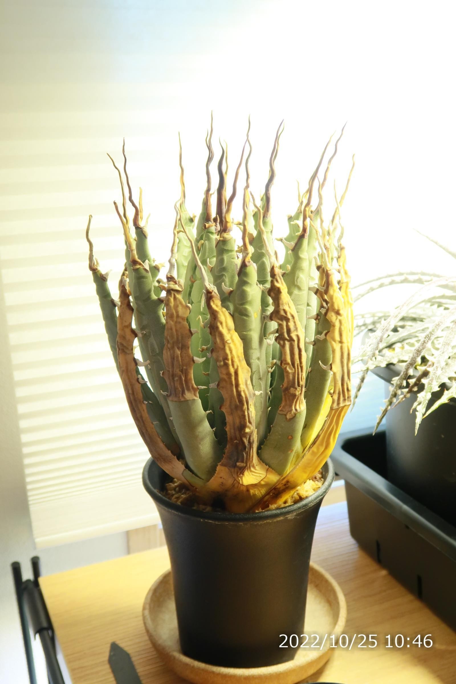 アガベ ユタエンシスエボリスピナの発根管理～成長記録｜植物星人NobPlants