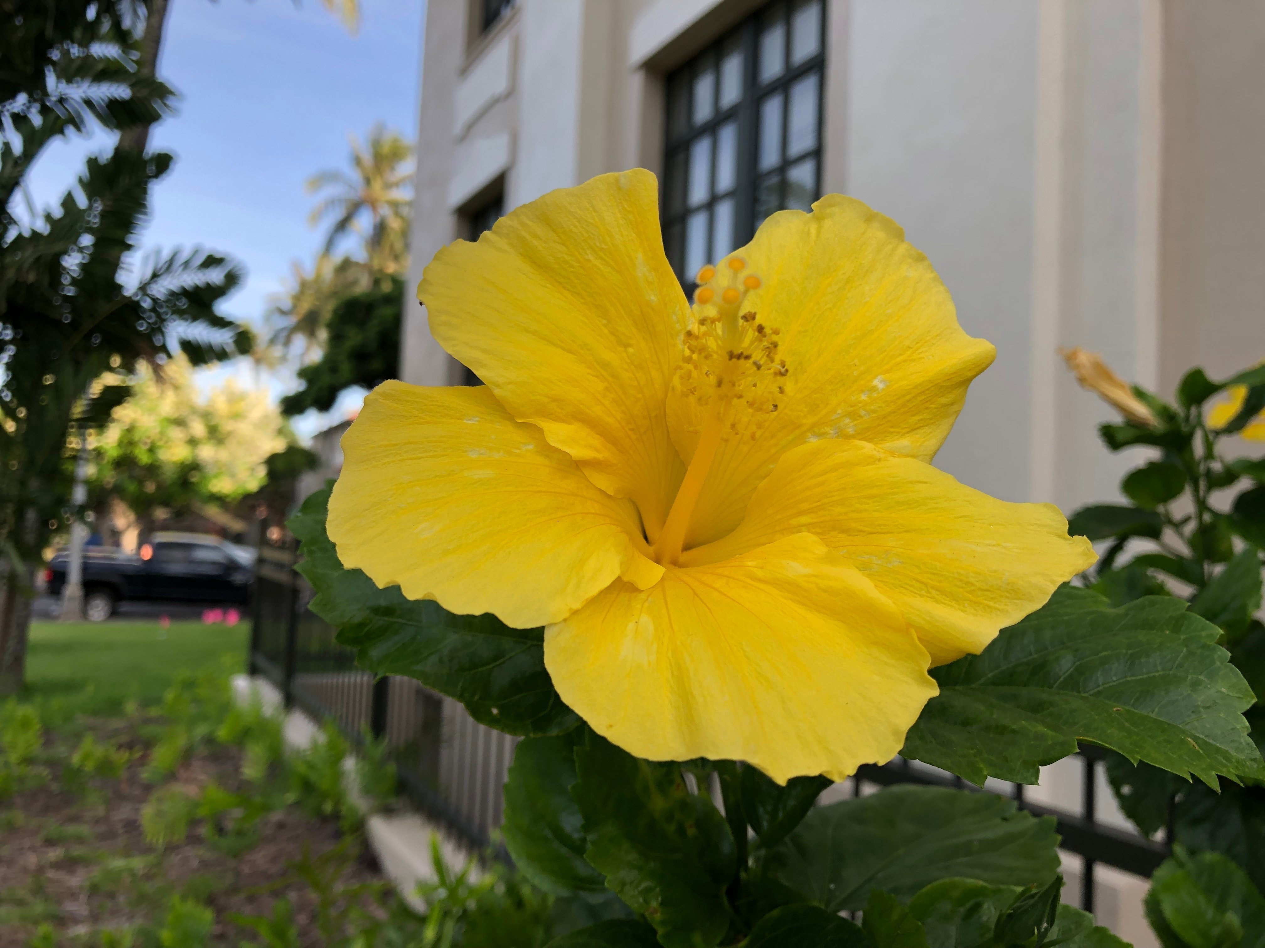 ハワイの花①ハイビスカス｜Susie@Honolulu, Hawaii