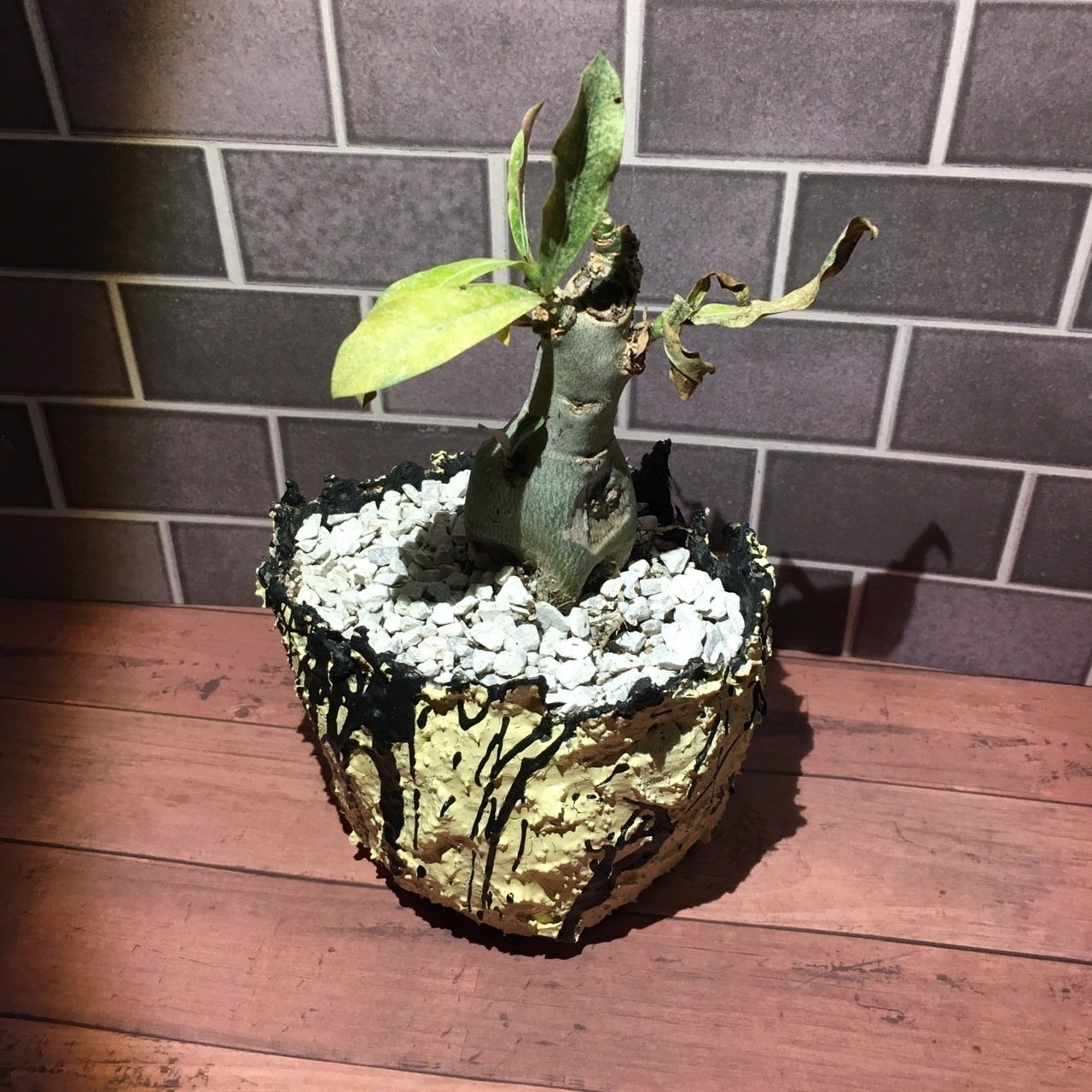 今まで作ってきたハンドメイド鉢の一部を公開！！｜ぴざぁる@職業訓練