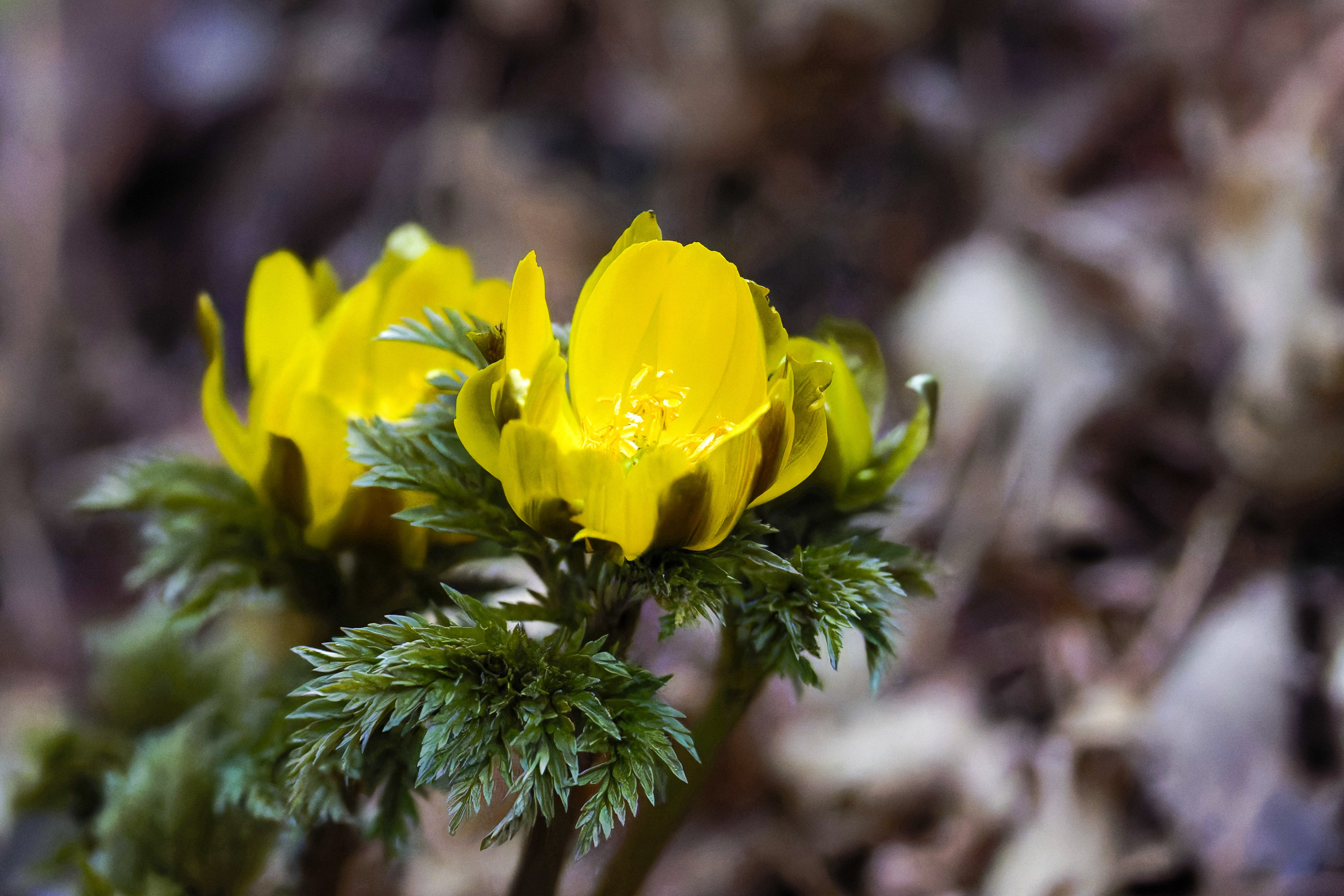 春の山野草｜Miya