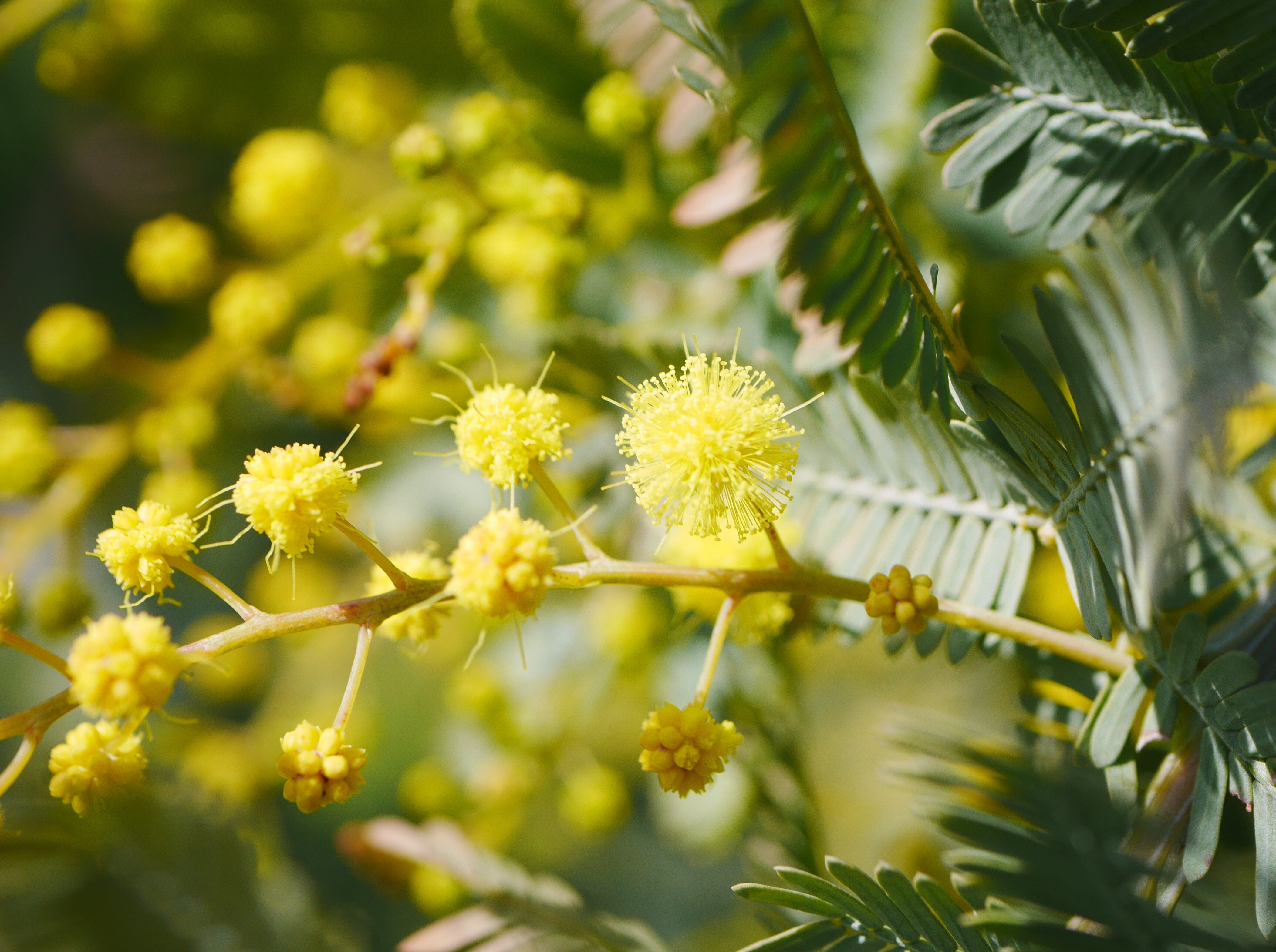 ミモザアカシア、蕾から開花を観察｜久露見庵(くろみ庵)@天気と気候と