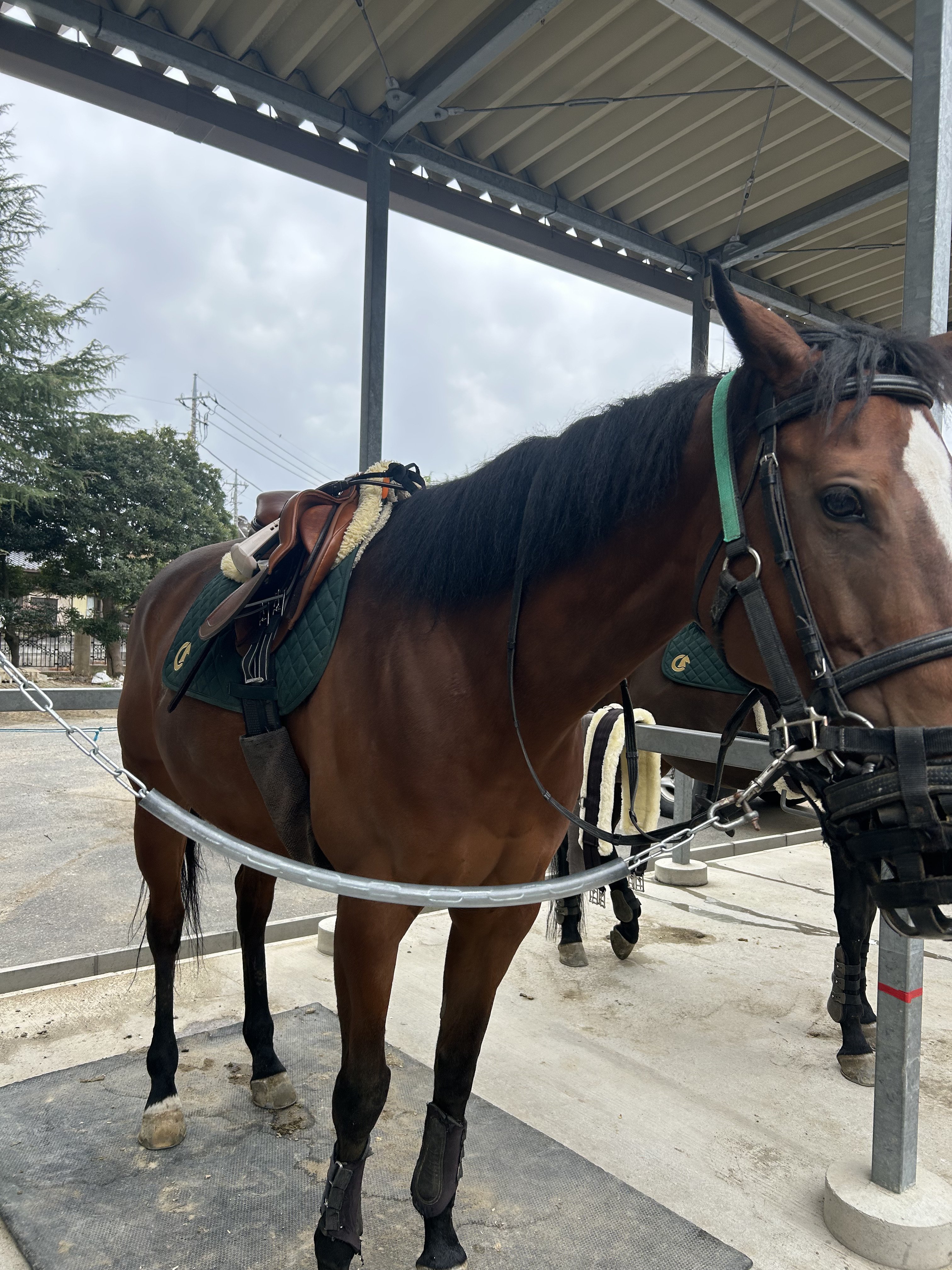 乗馬鞍購入記｜ざくろん