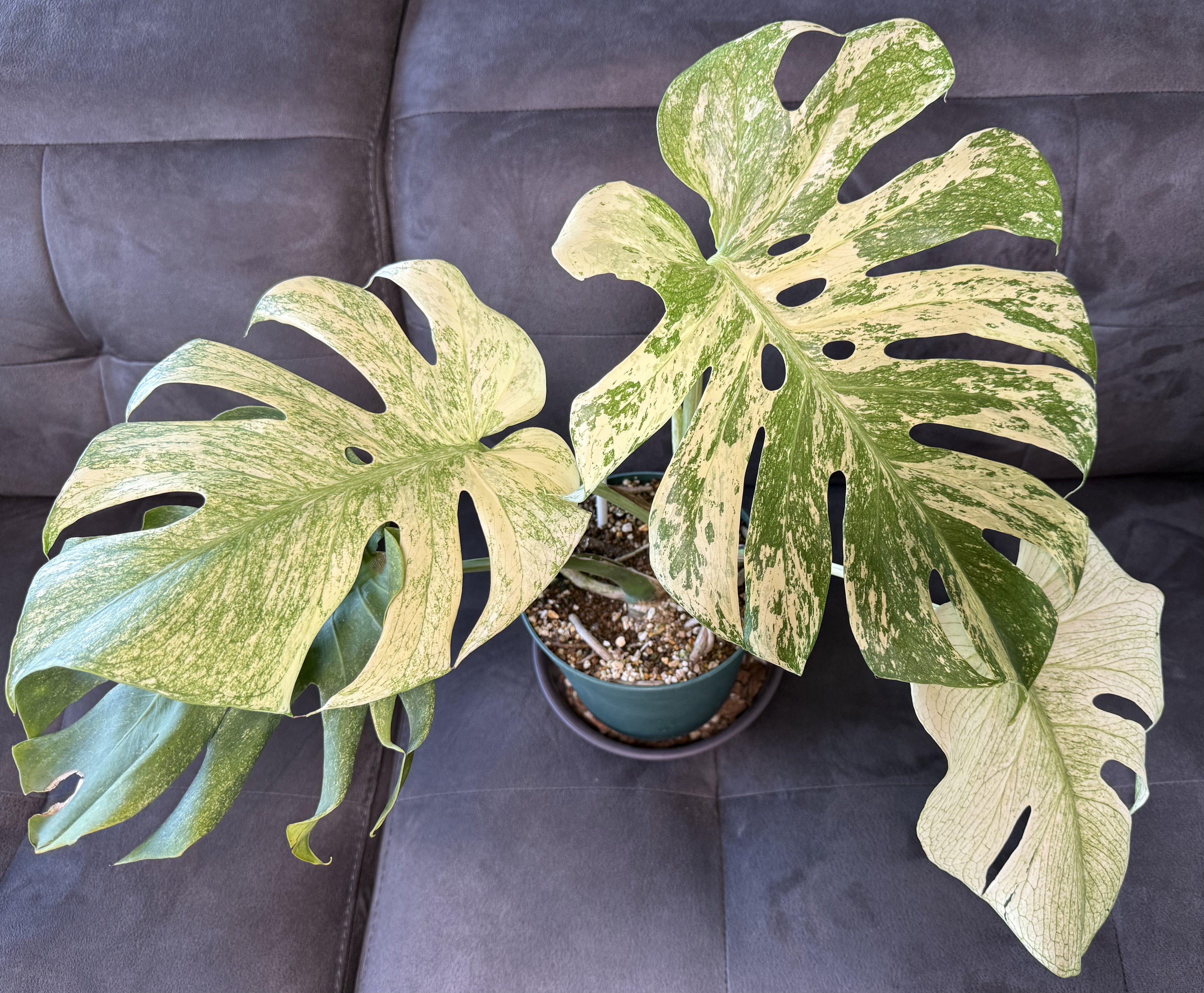 徹底リサーチ】モンステラ・デリシオーサ・ホワイトモンスター｜天津