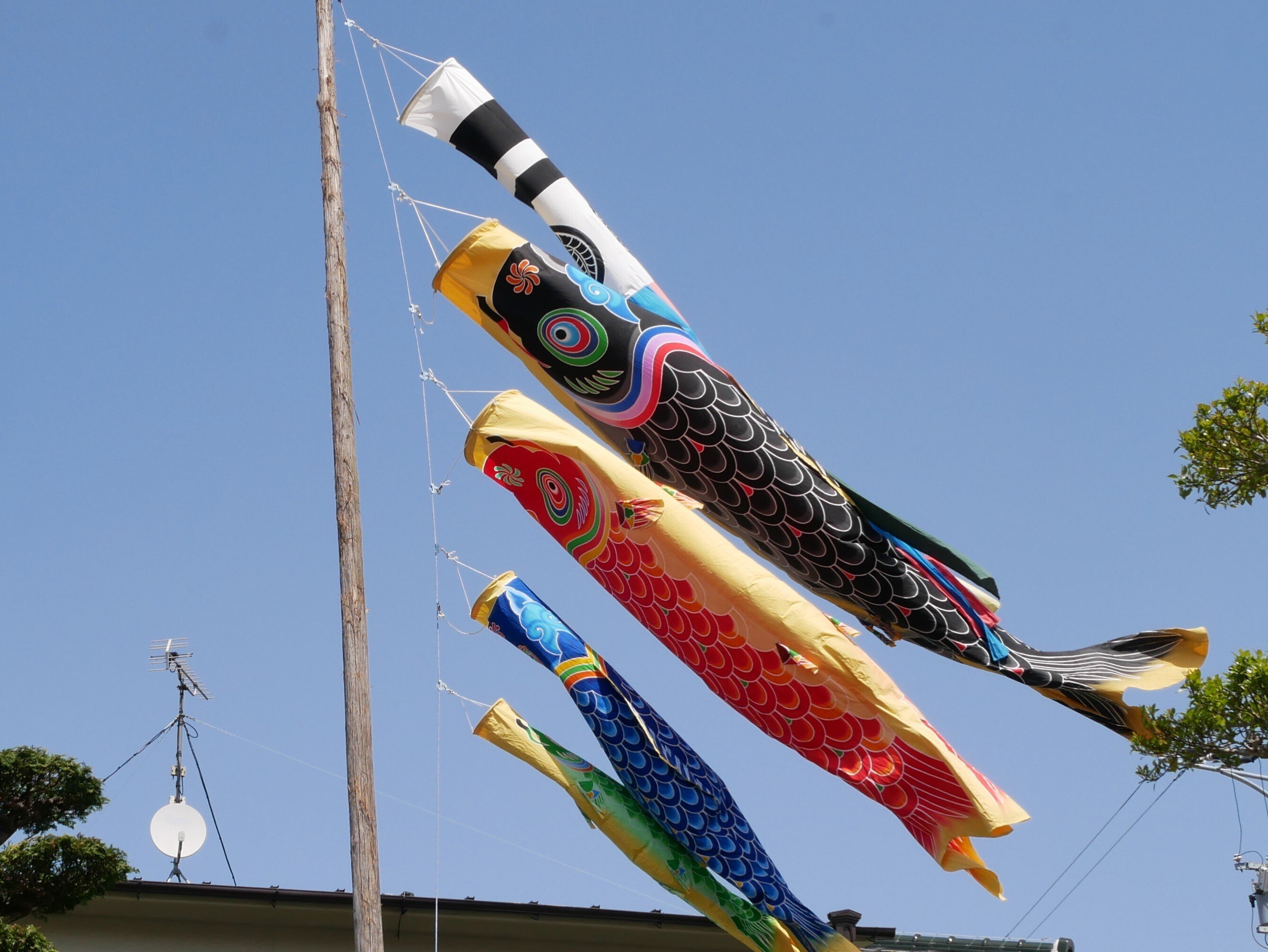 鯉幟に秘められた江戸時代の科学｜大西人形五代目・大西嘉彦