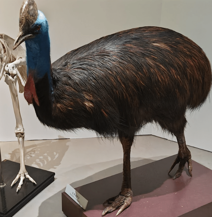 鳥の標本600体を見てきたので「ぼくの考えた最強の鳥の足」を創作