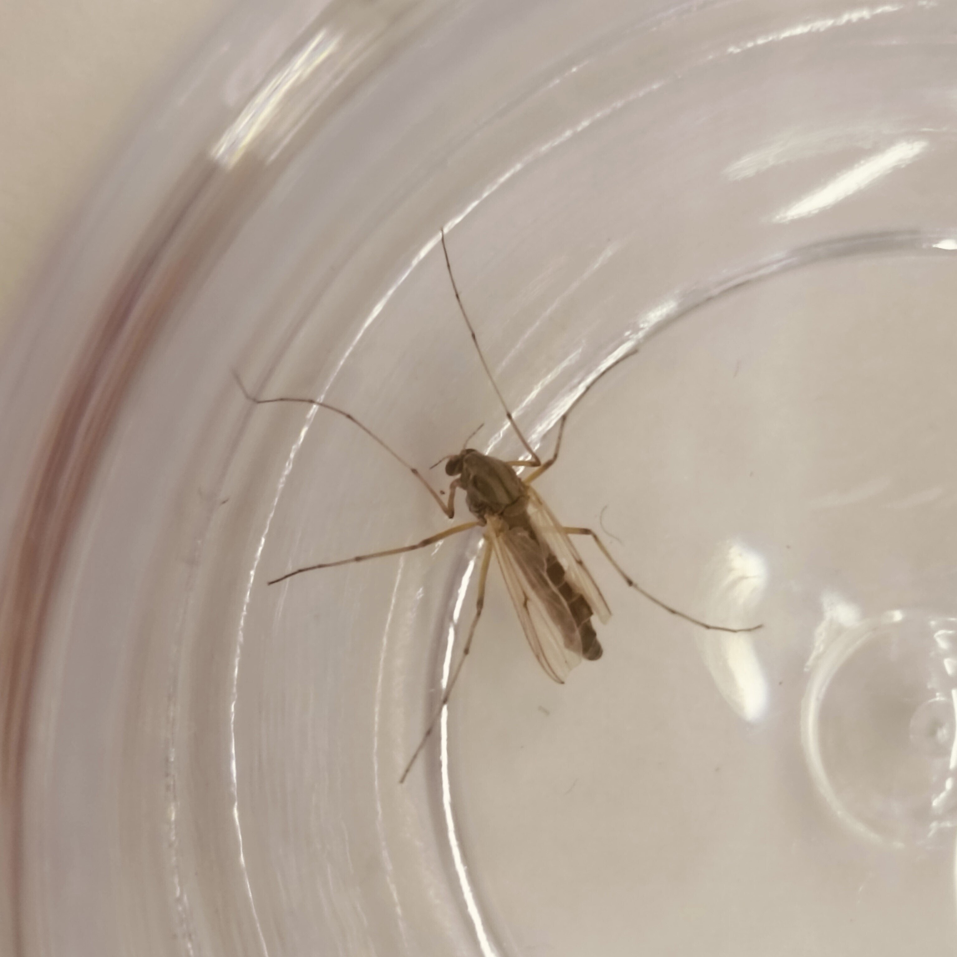 ユスリカ ～大量発生のひみつ｜KINCHO 大日本除虫菊株式会社