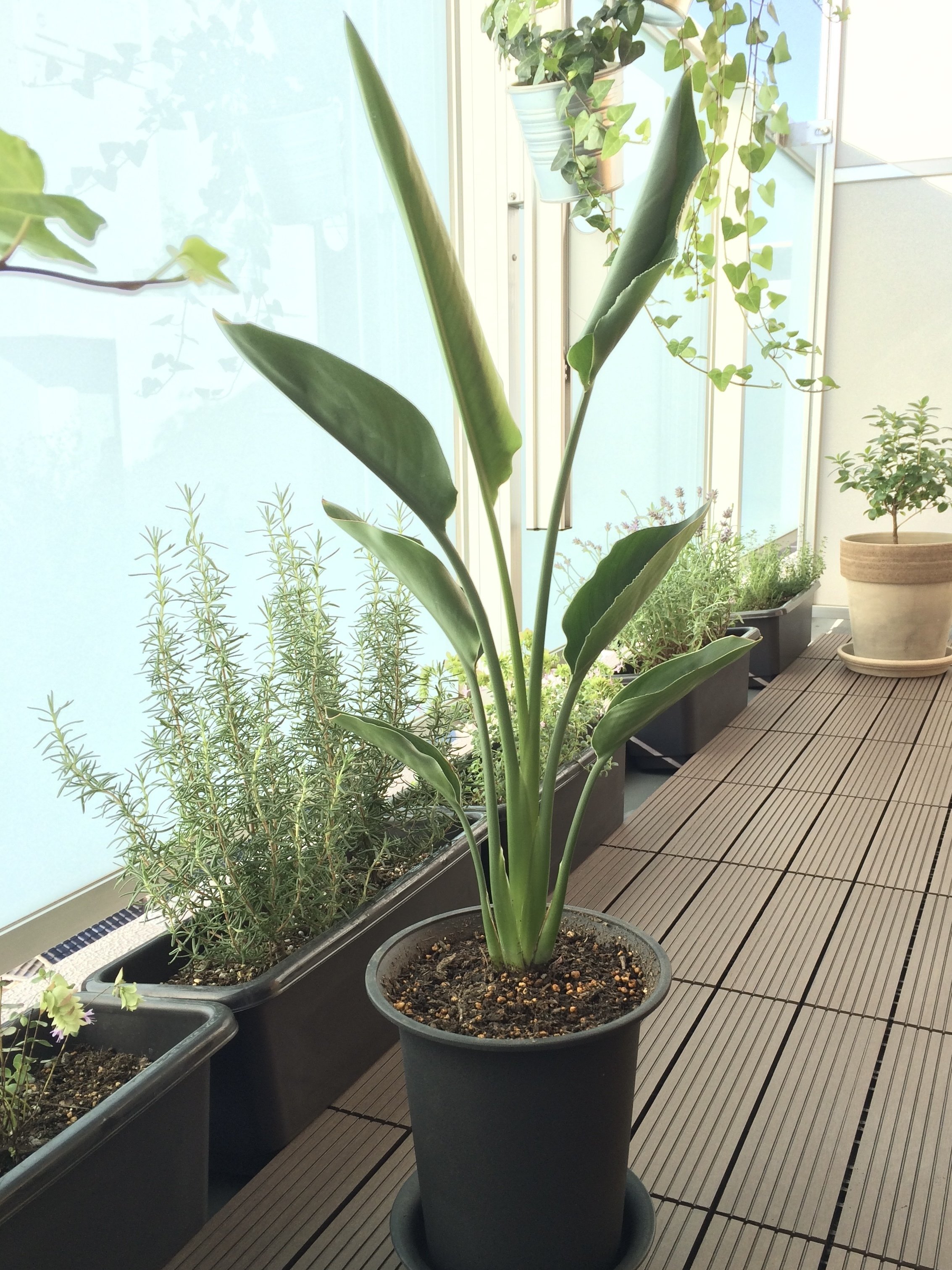 ストレリチア レギネ 〜 極楽鳥花 1｜Strelitzia