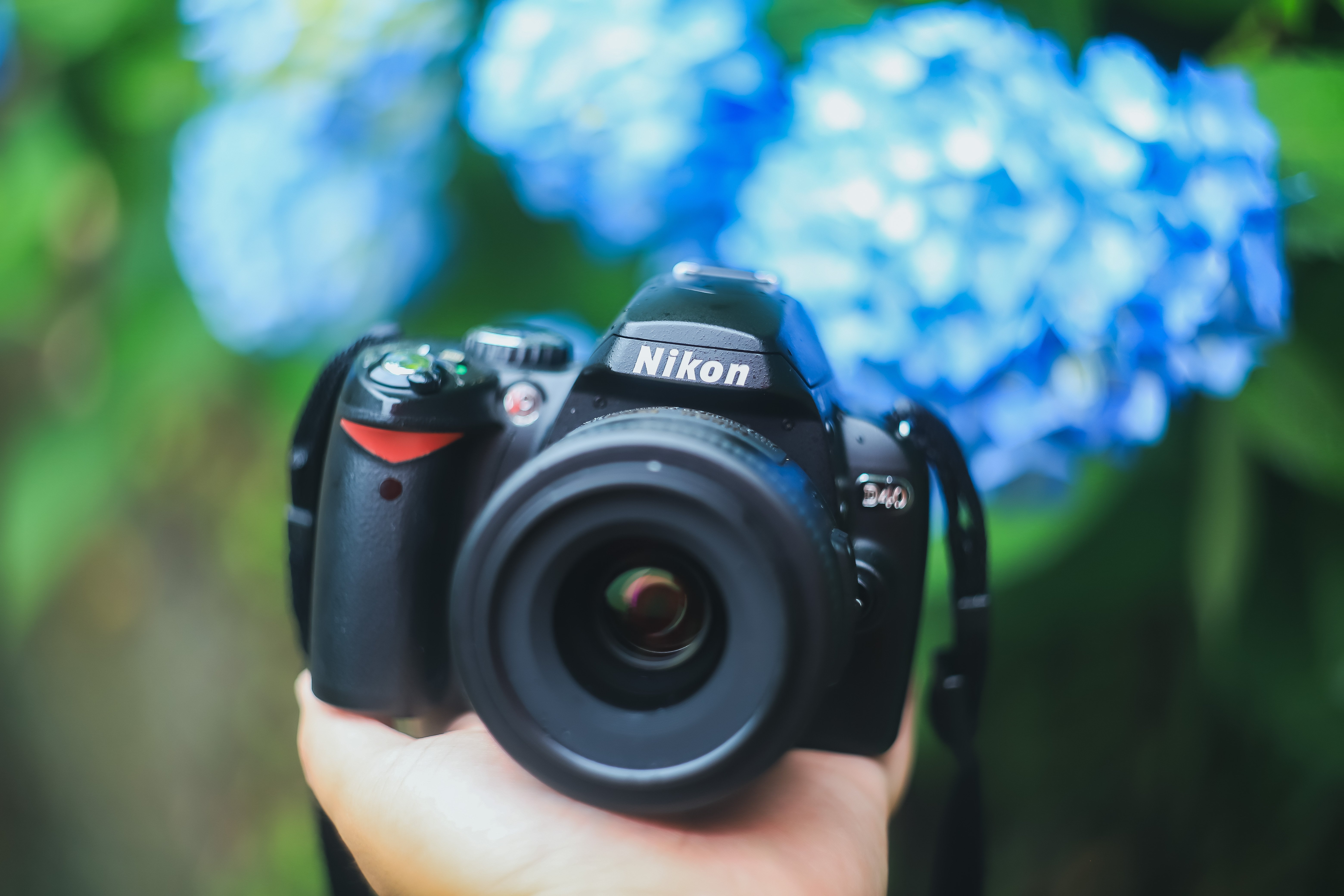 絞り開放！Nikon D40で雨の花を撮ってきたよ｜もんぶらん