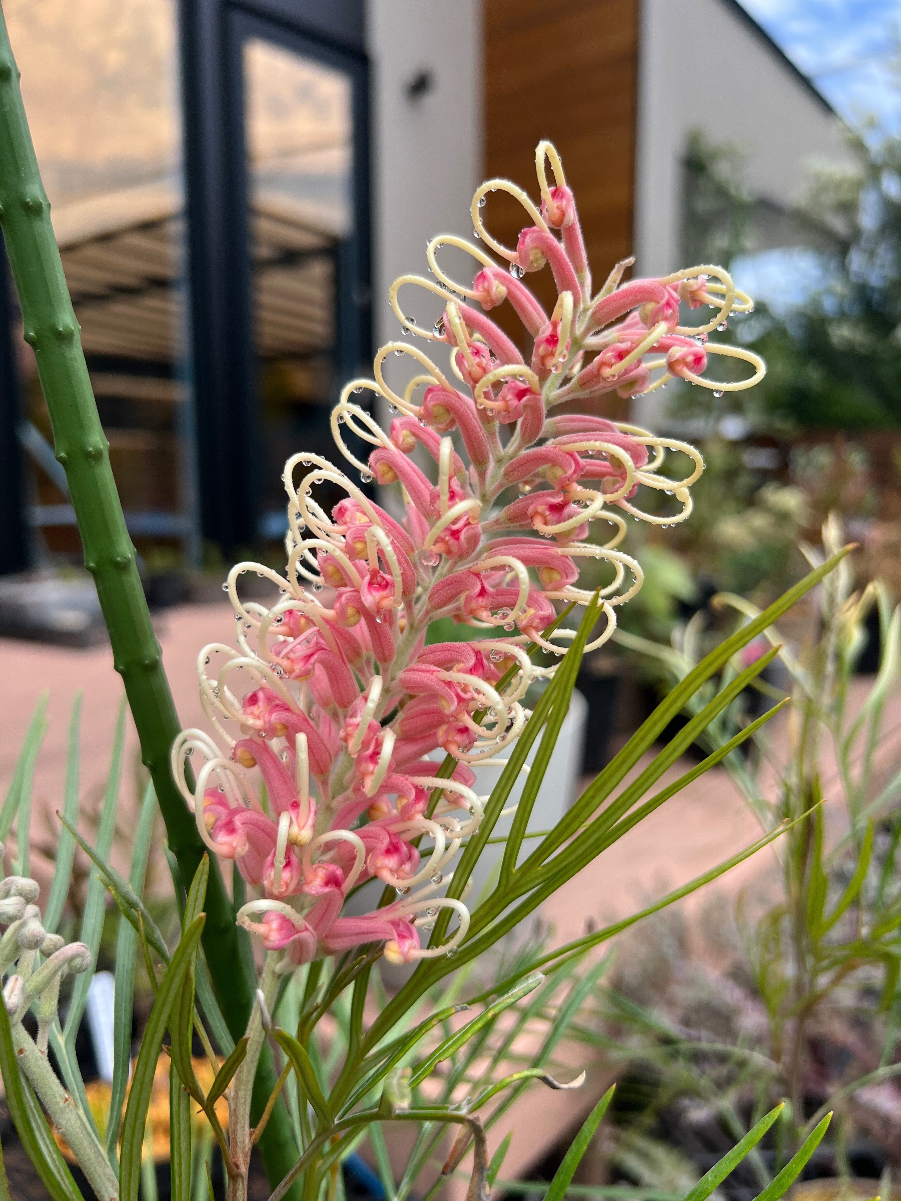 今日のオージー｜美しすぎるグレビレア・ピンクサプライズ｜ジョセ