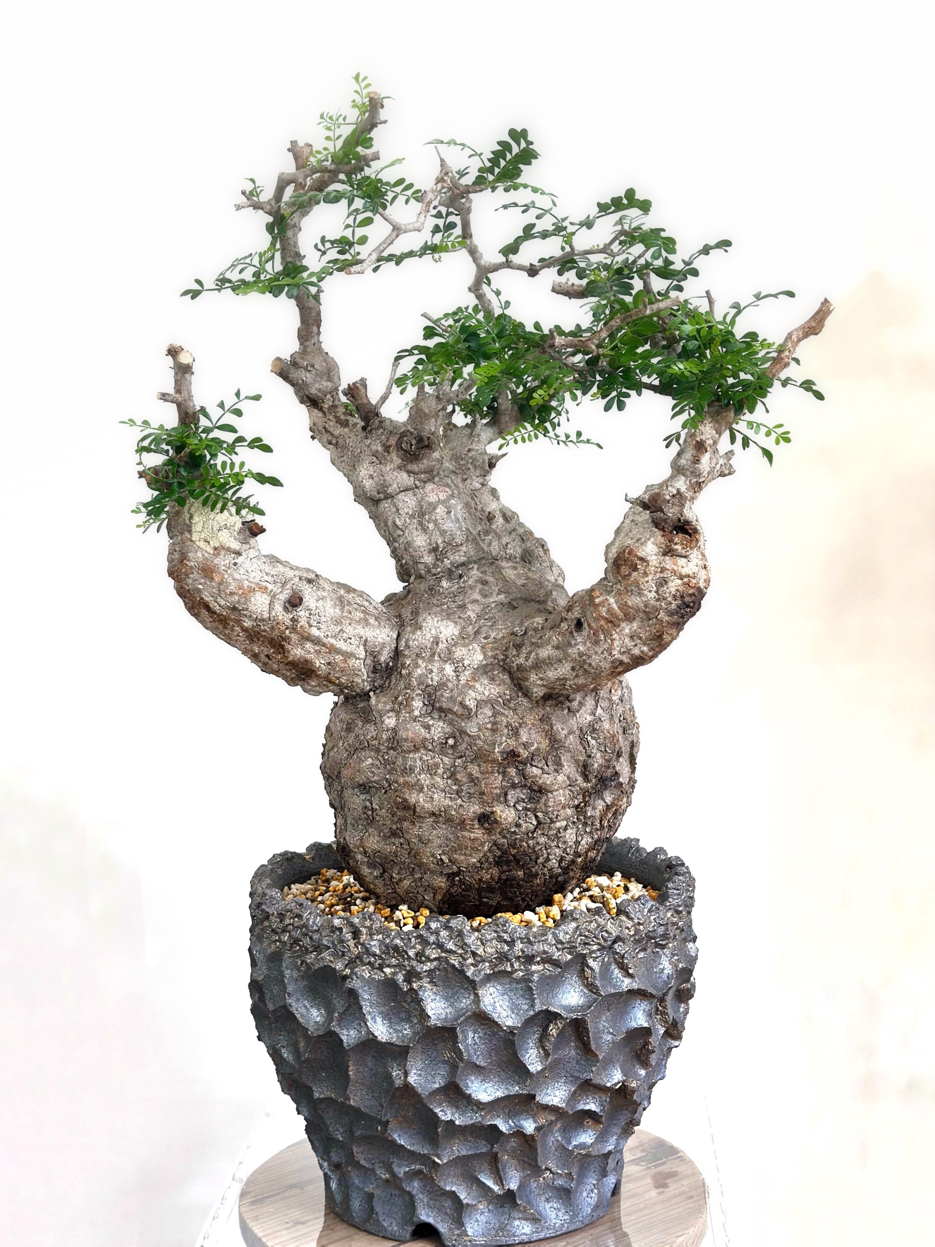 オペルクリカリア・パキプスの発根｜暇人