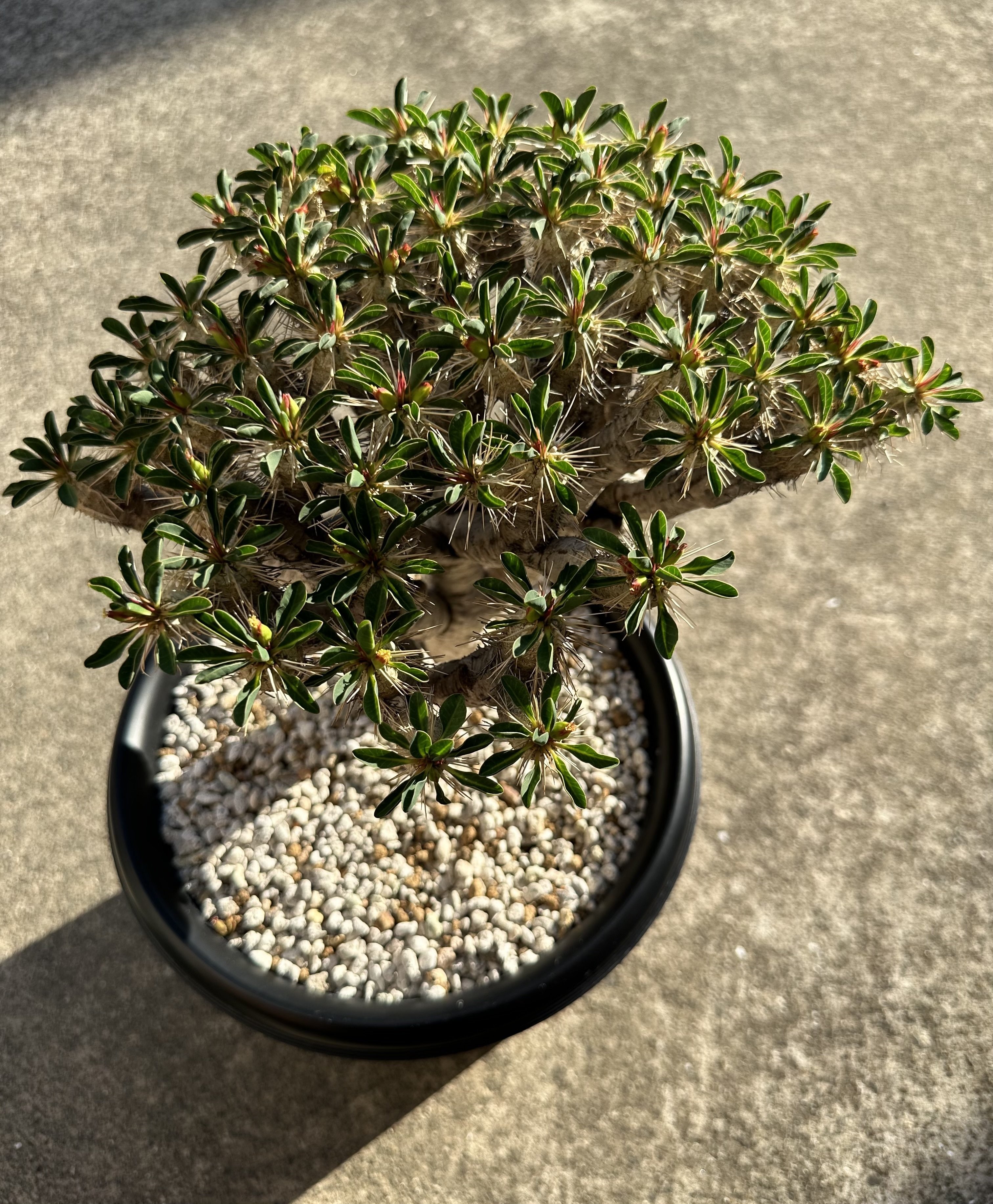 第1回 実生株を見てほしいの会 〜ギラウミニアナ〜｜ノプラ