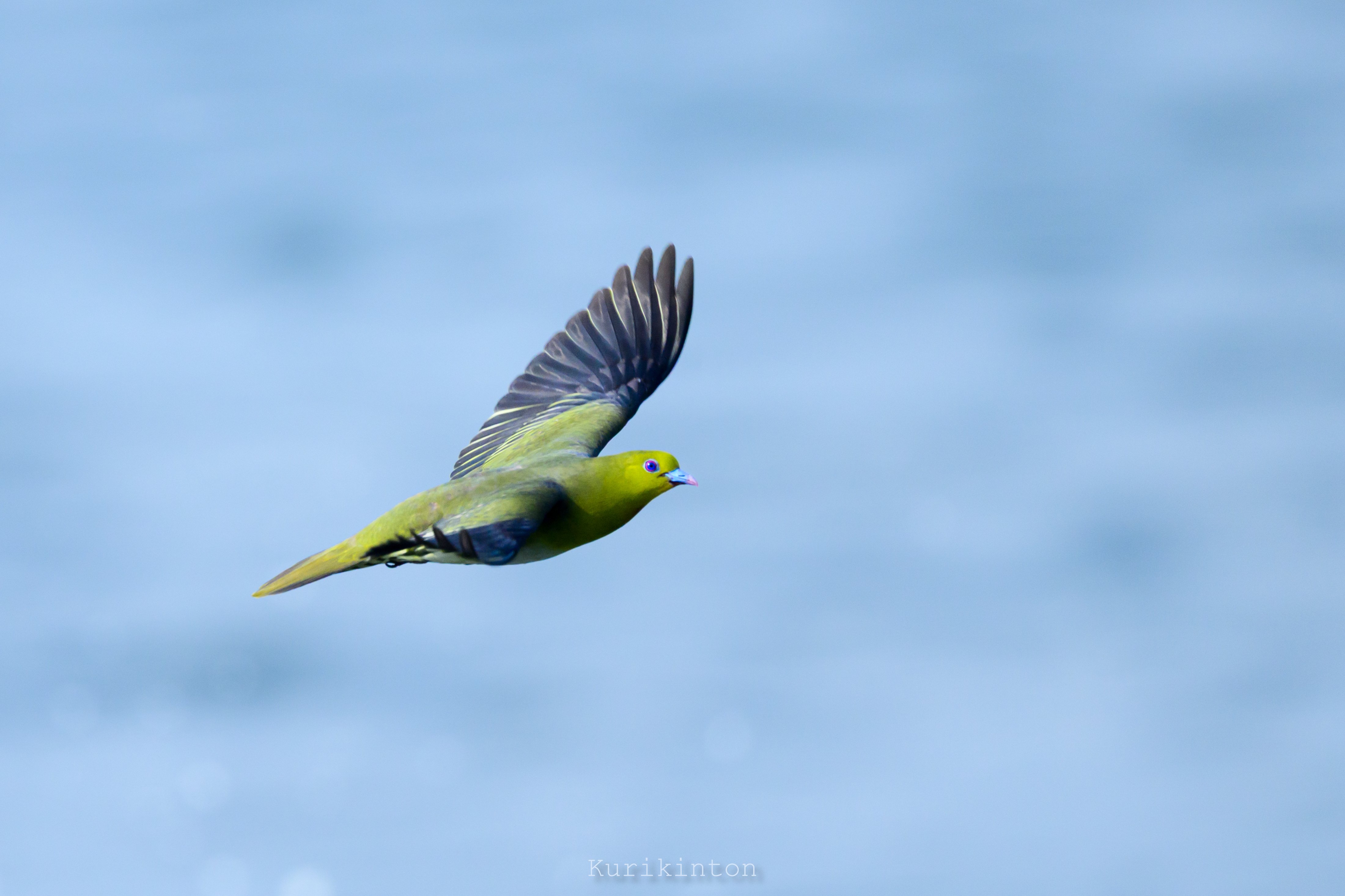 こんな美しいハトがおったんかいな：NIKKOR Z 800mm f6.3 VR S｜栗きんとん