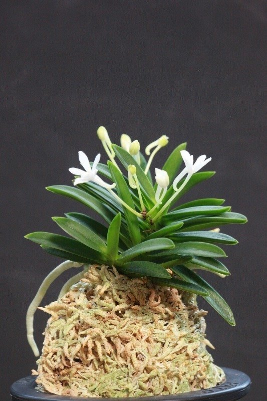 富貴蘭「宮 姫」の花｜KJ Morison