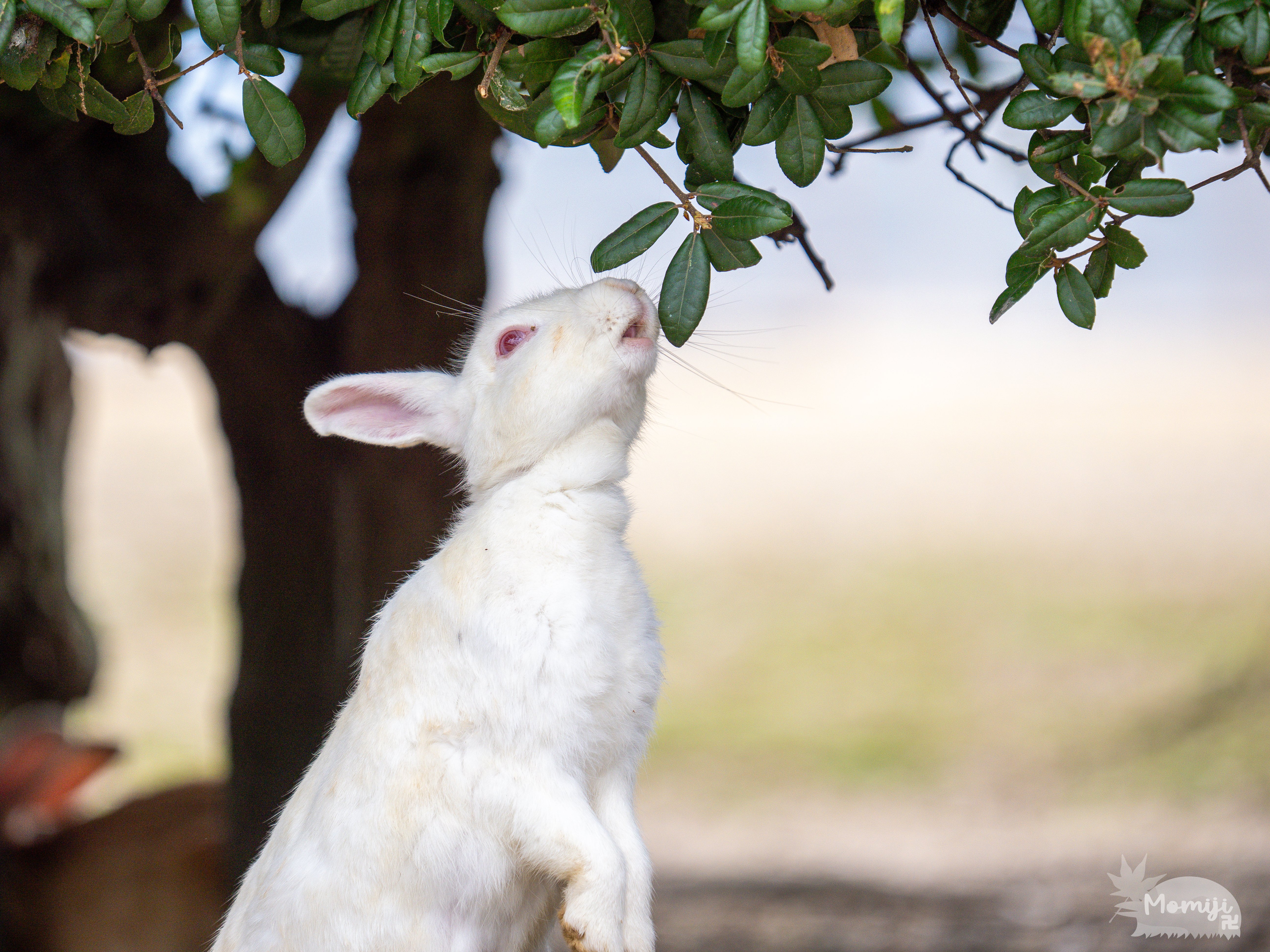 大久野島でウサギ撮影│50-200mm F2.8│OM SYSTEM｜もみじ卍ゅう