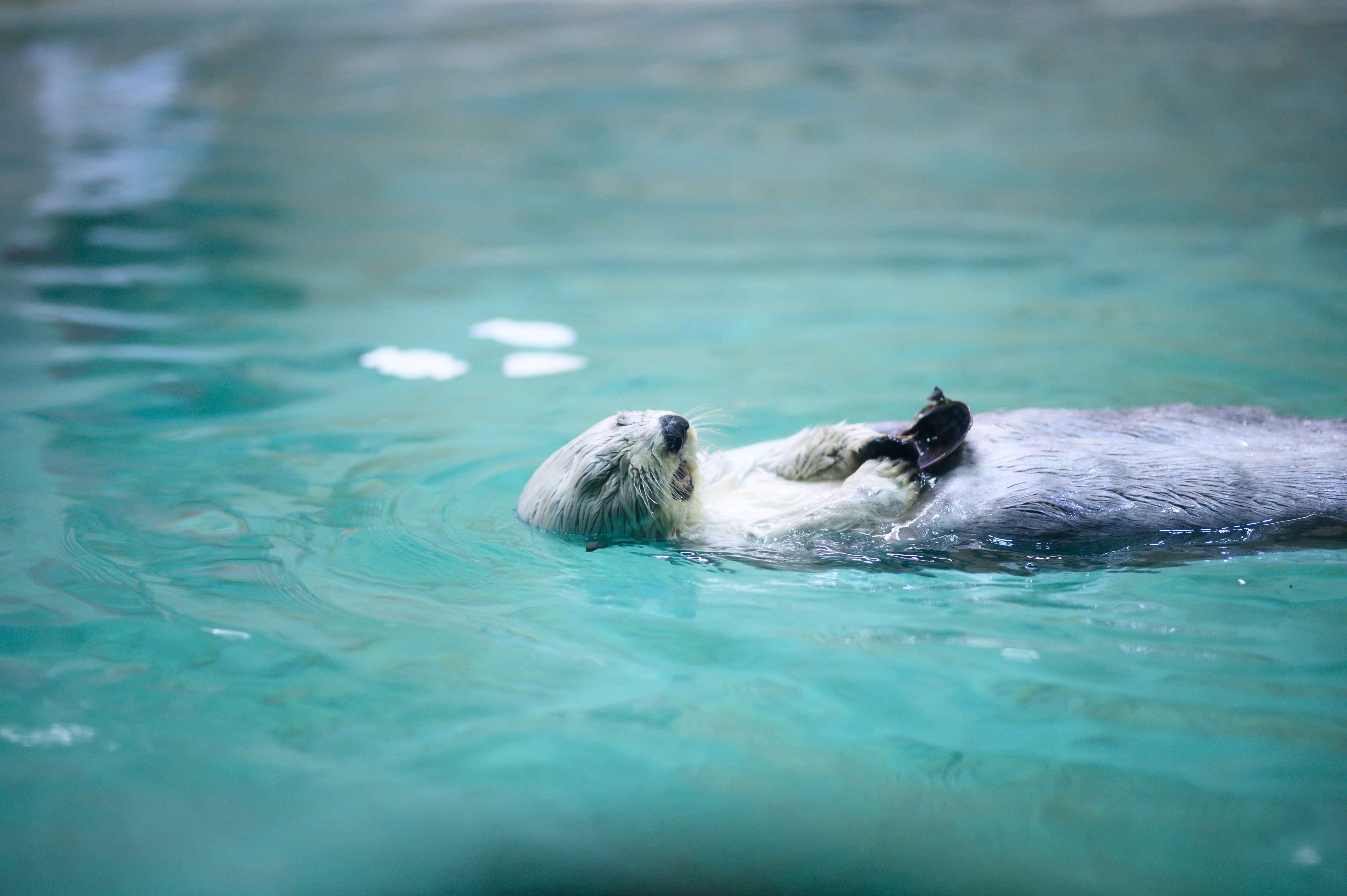 Nikon D780×鳥羽水族館｜yugesun
