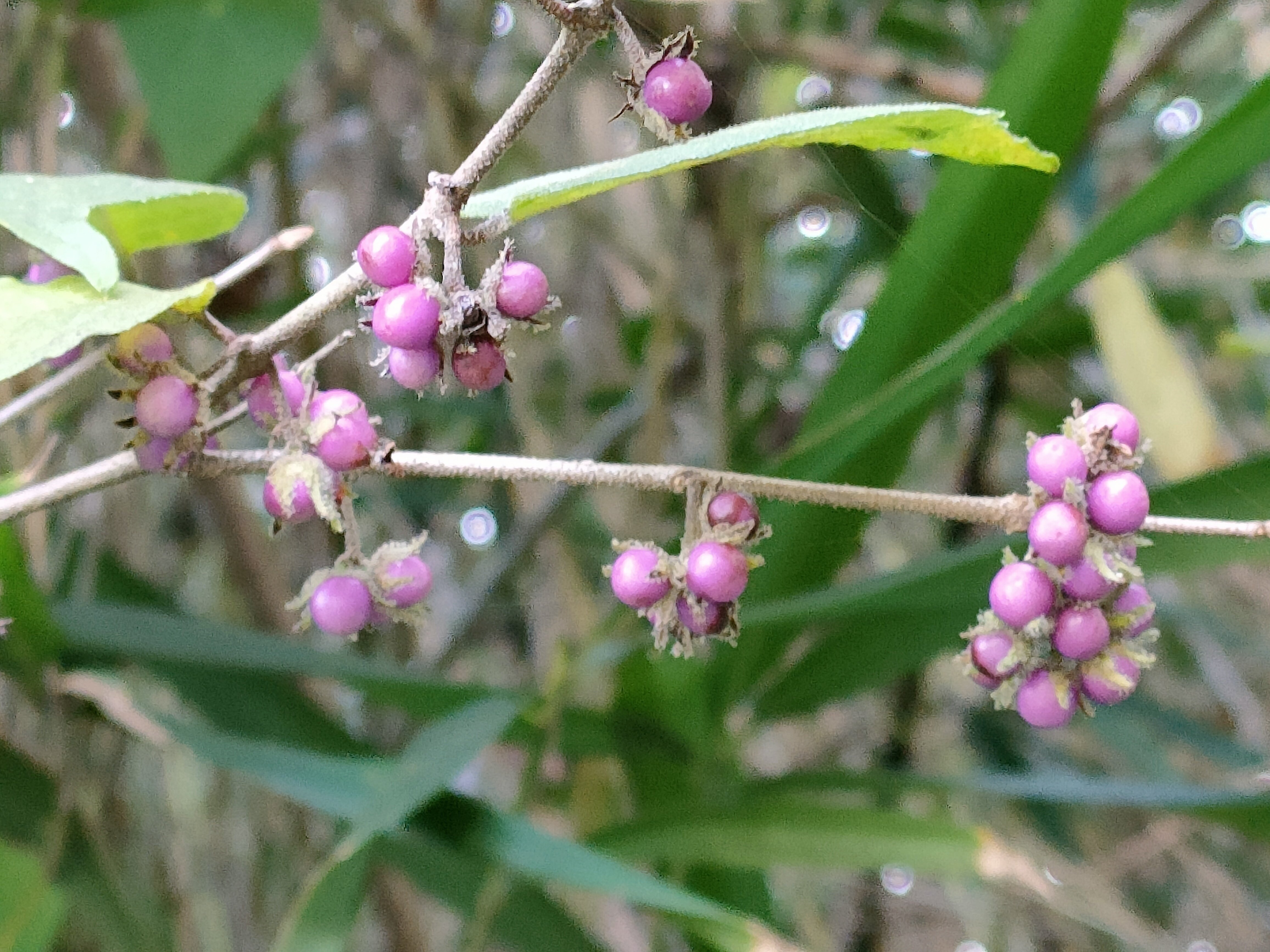 ヤブムラサキ｜月澄狸