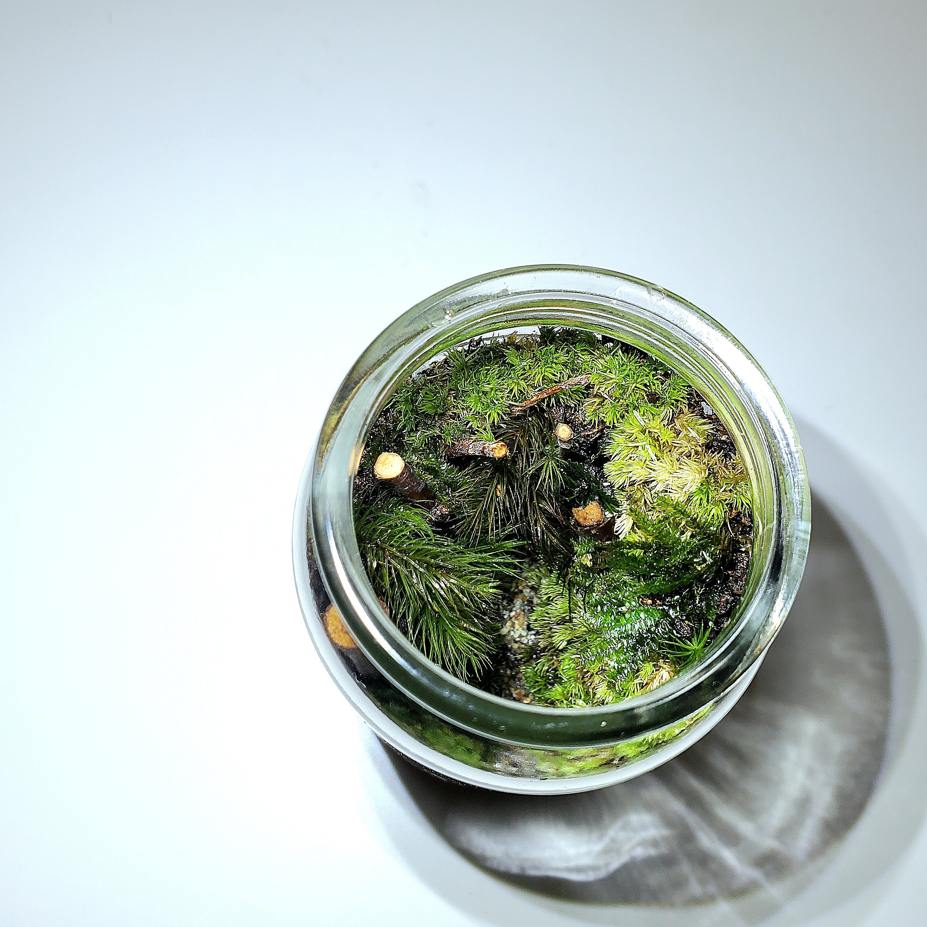 ワンカップでテラリウム｜moss paradise3055（モスパラ）