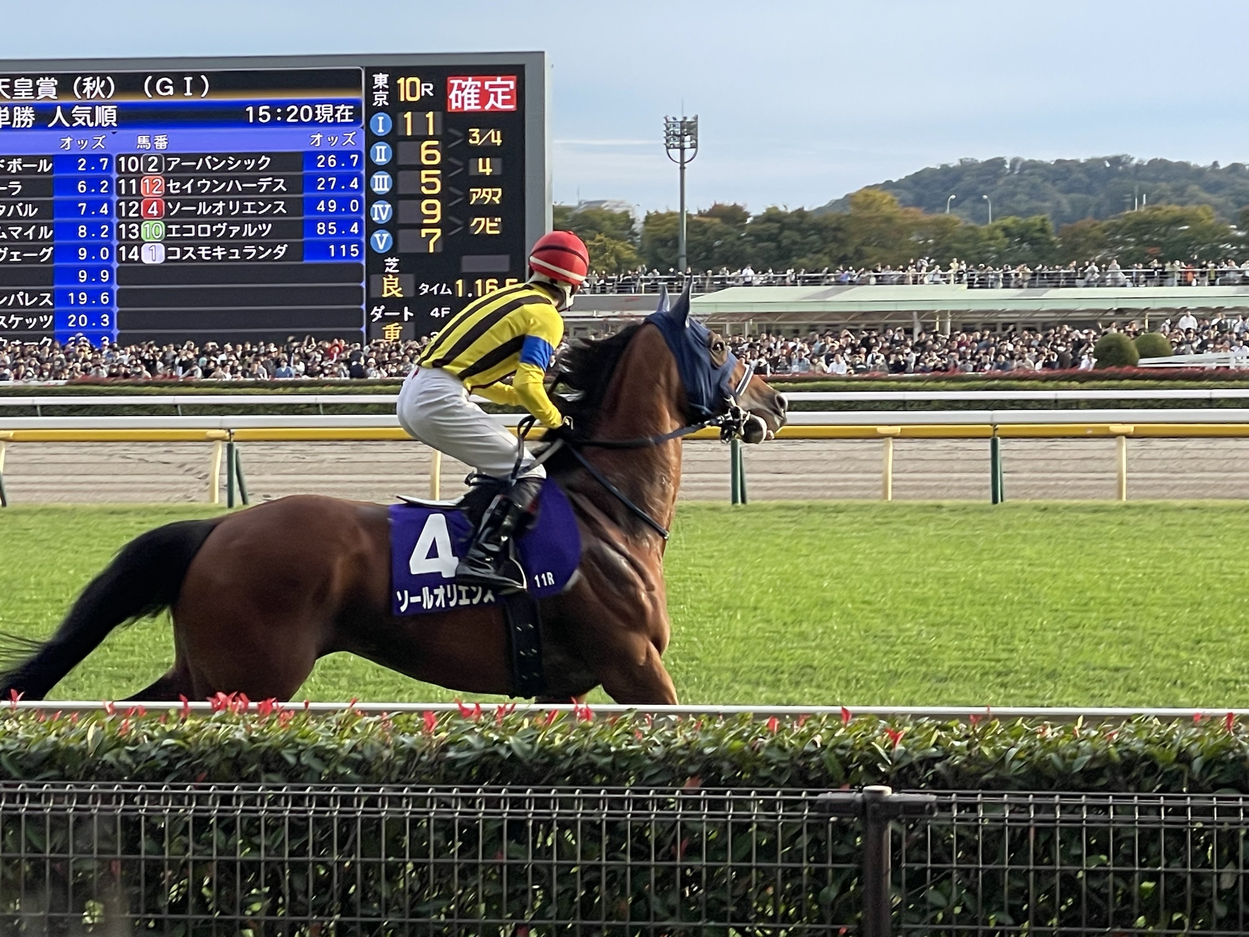 競馬写真集①（2025年10月〜11月）｜ななしの緑