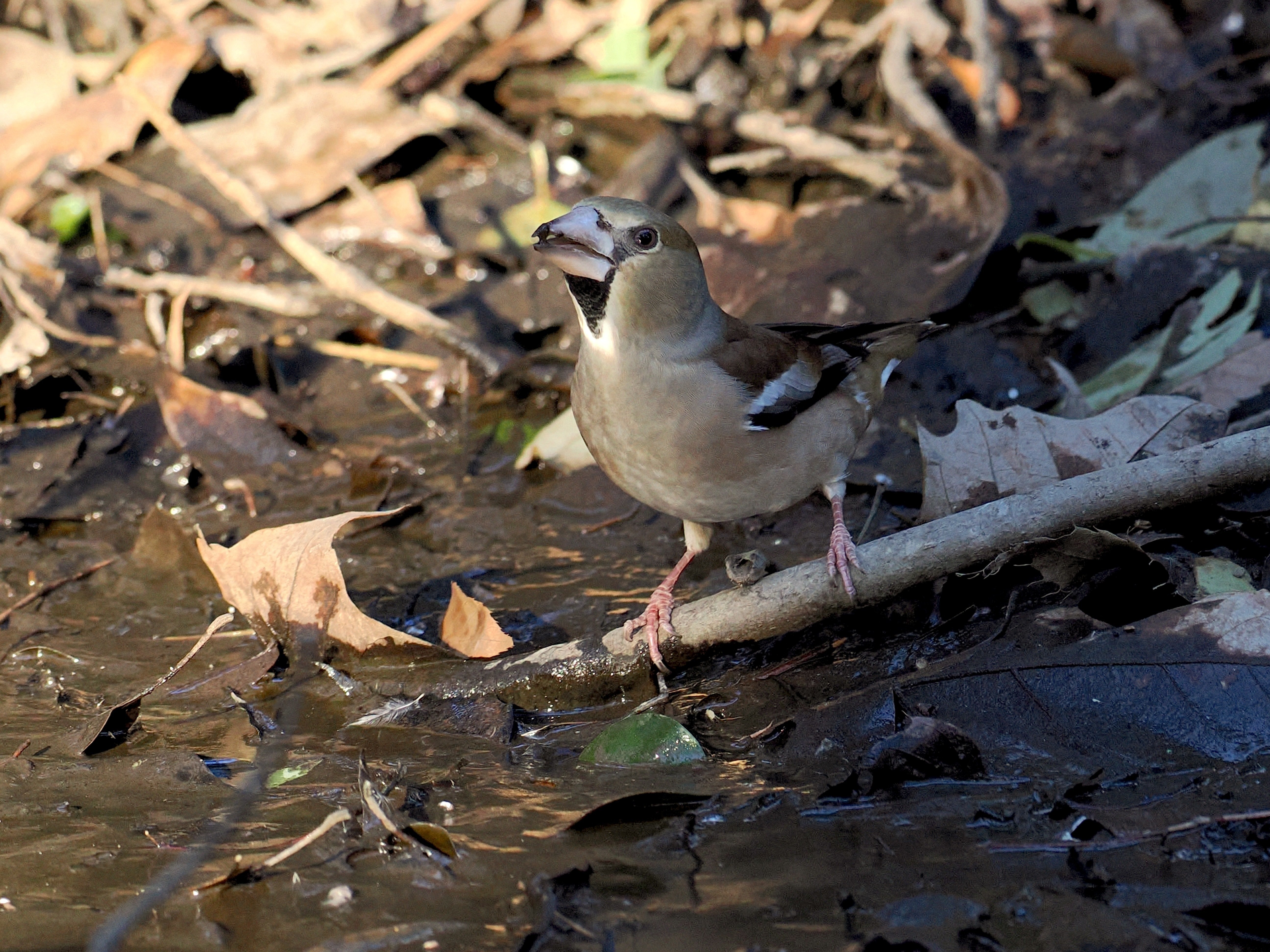 都内W公園とZ川での野鳥観察｜himekuri365