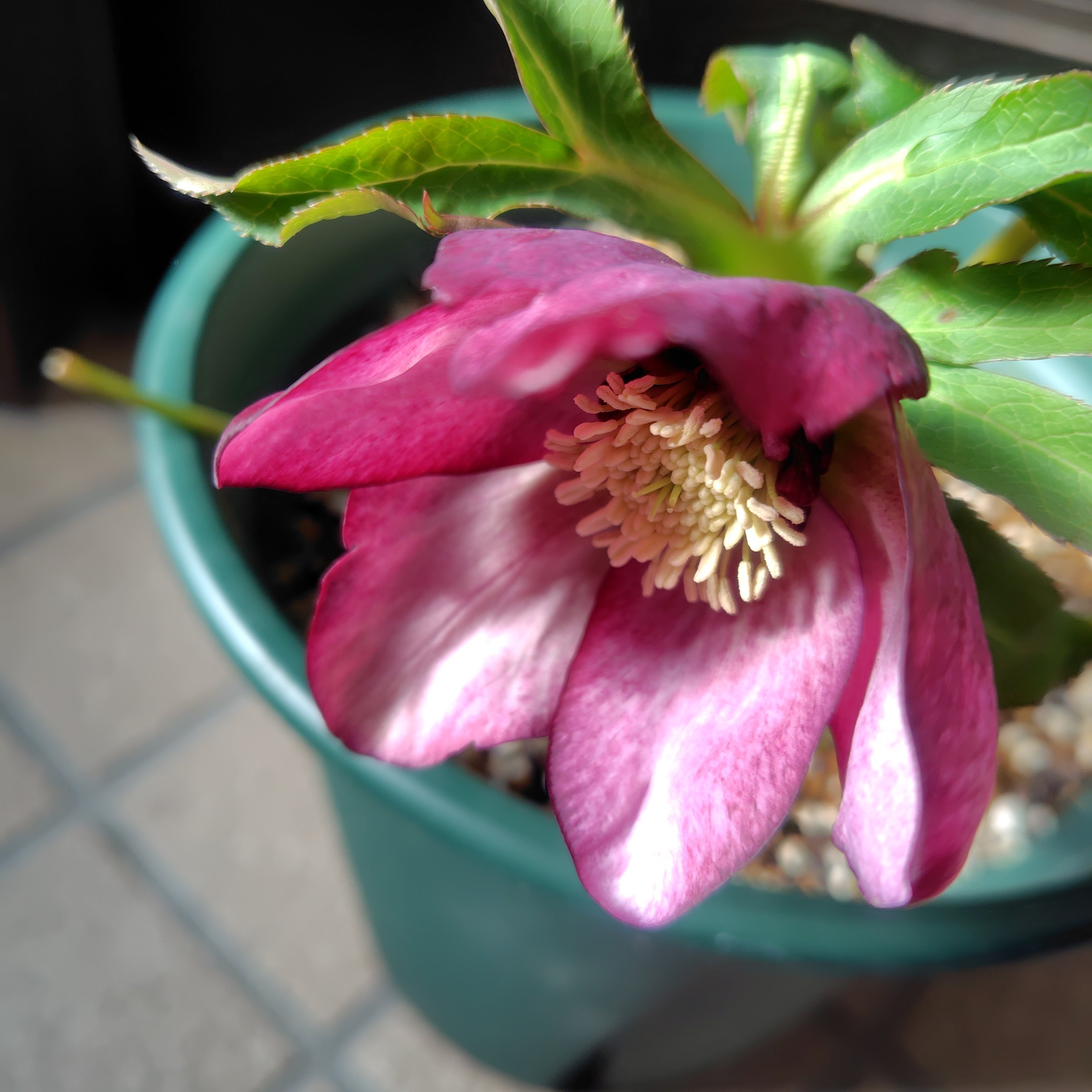 クリスマスローズ2種の開花（2026.2~）｜りっか@あれこれ園芸記録