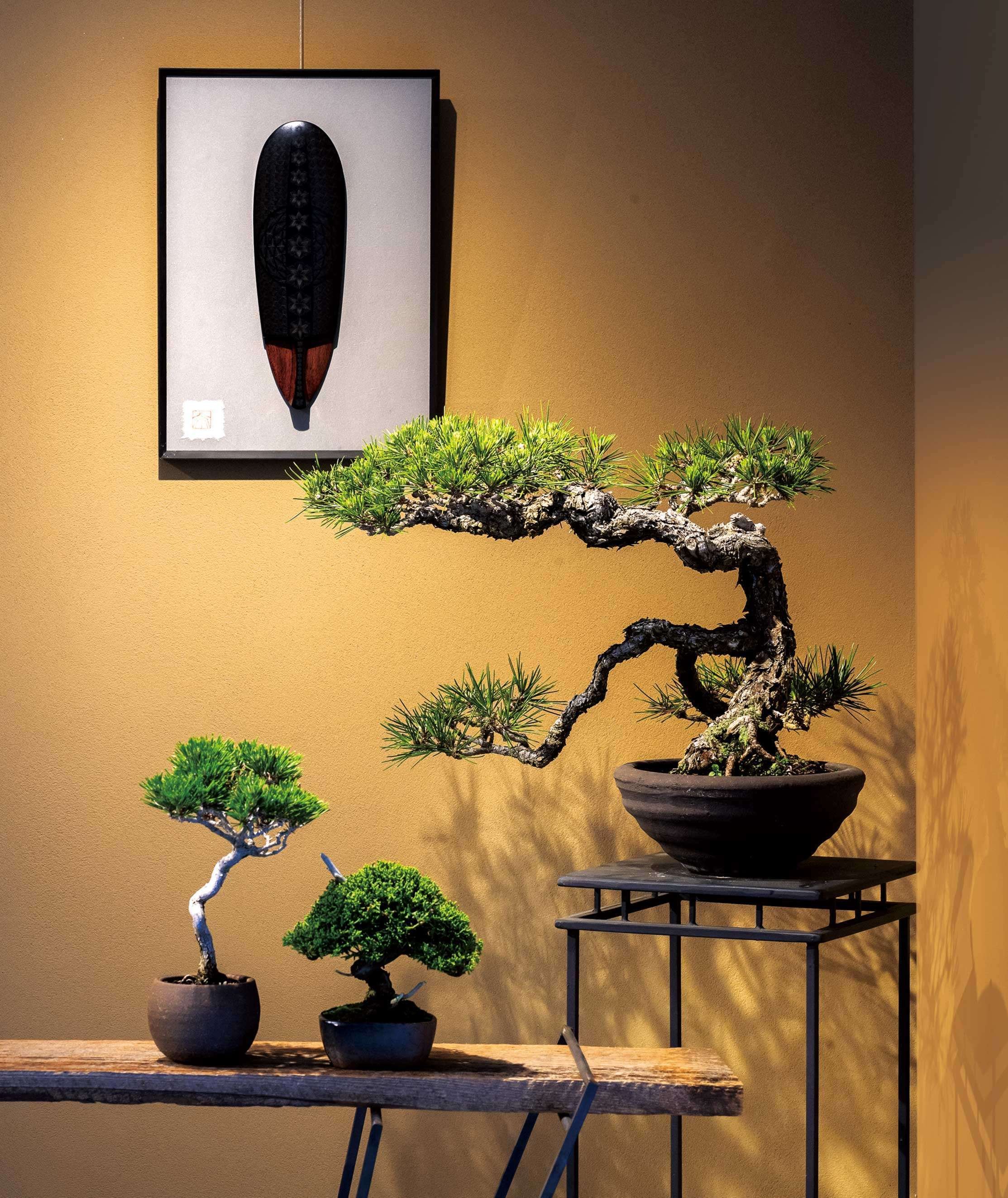 高松盆栽】松盆栽の生産量が日本一！産地から国内外にその魅力を発信