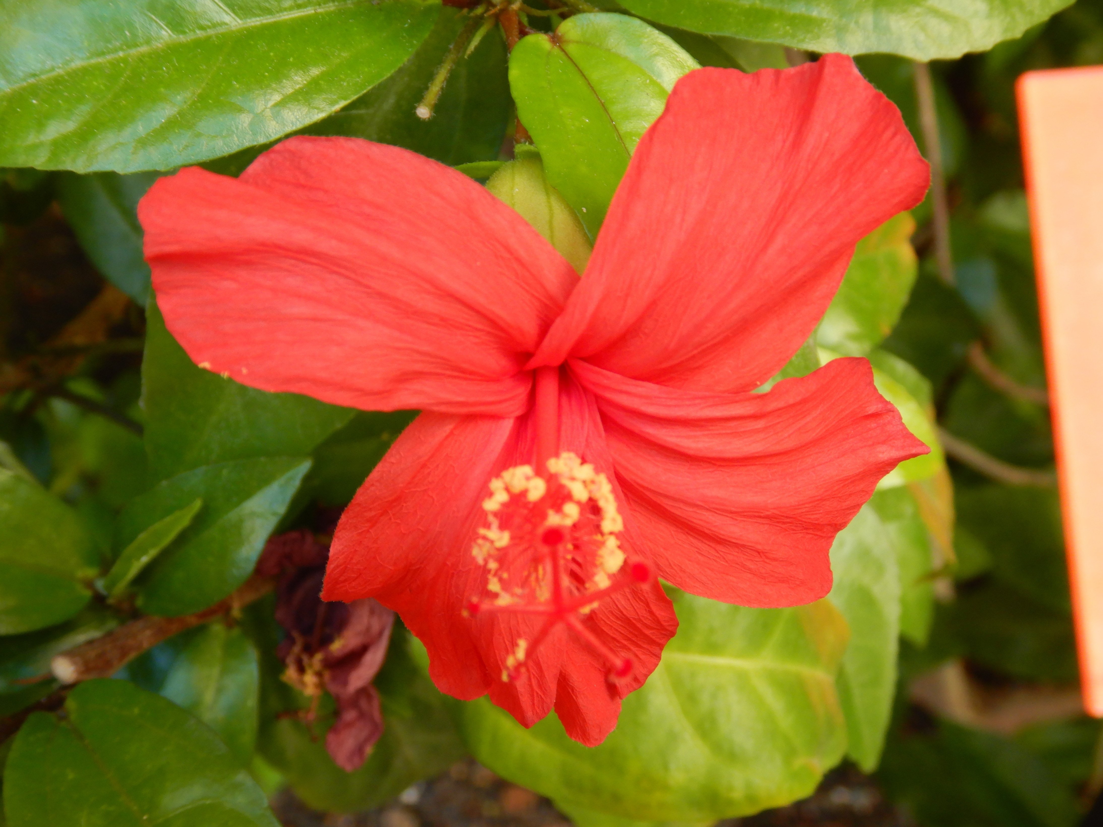 ハワイの花①ハイビスカス｜Susie@Honolulu, Hawaii