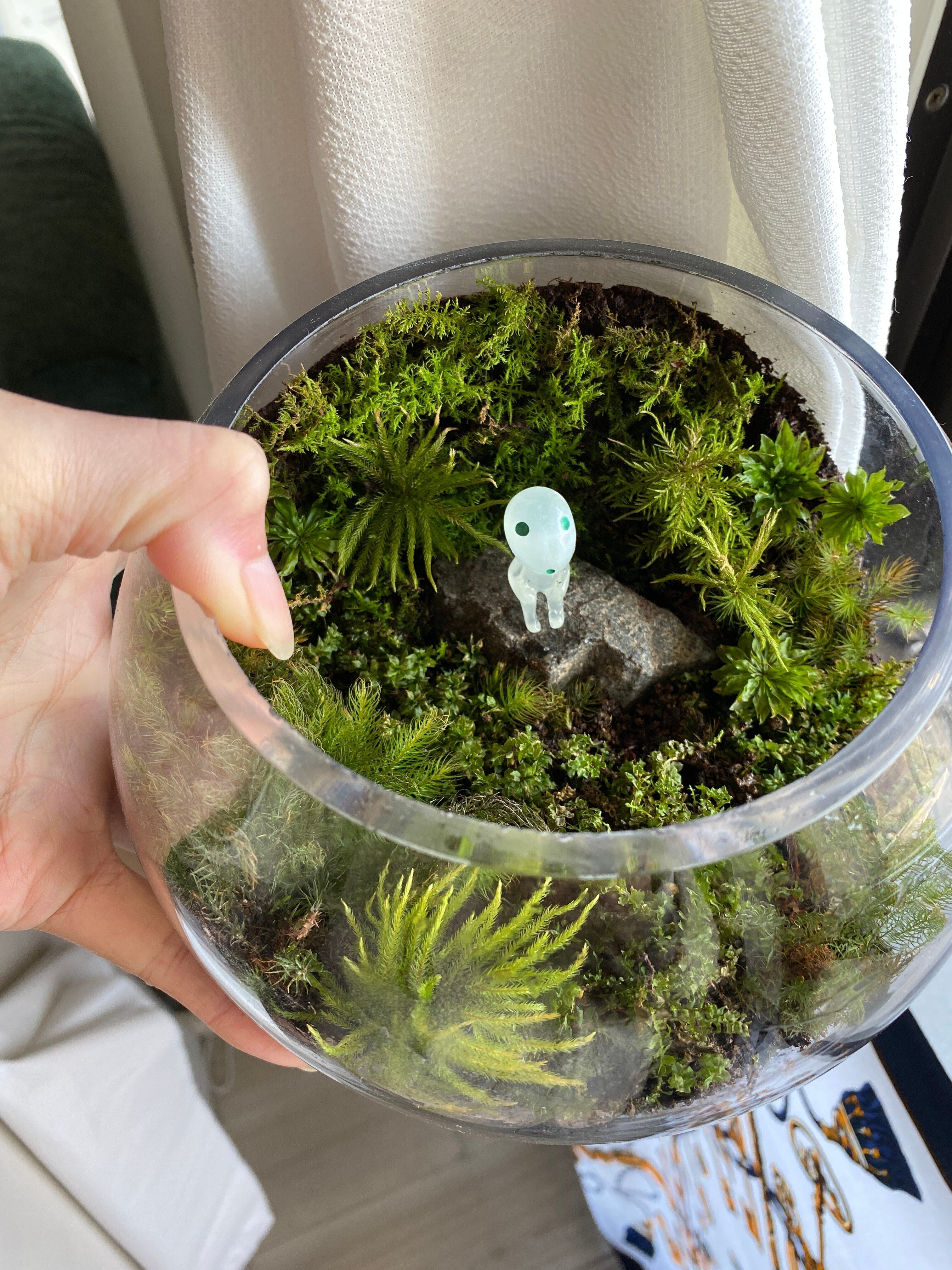 ジブリな苔テラリウムを作る🌱｜みどり🌱